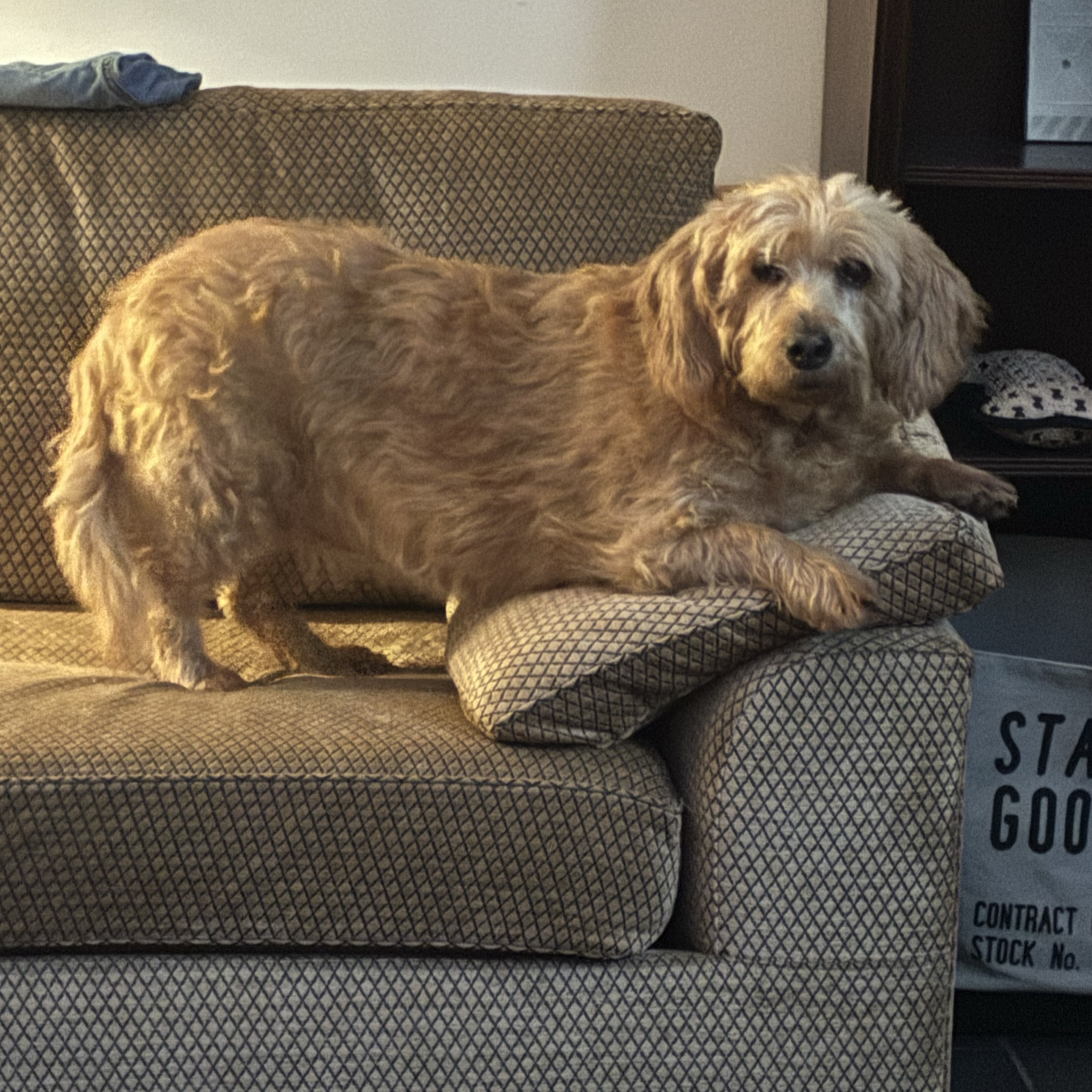 Coco