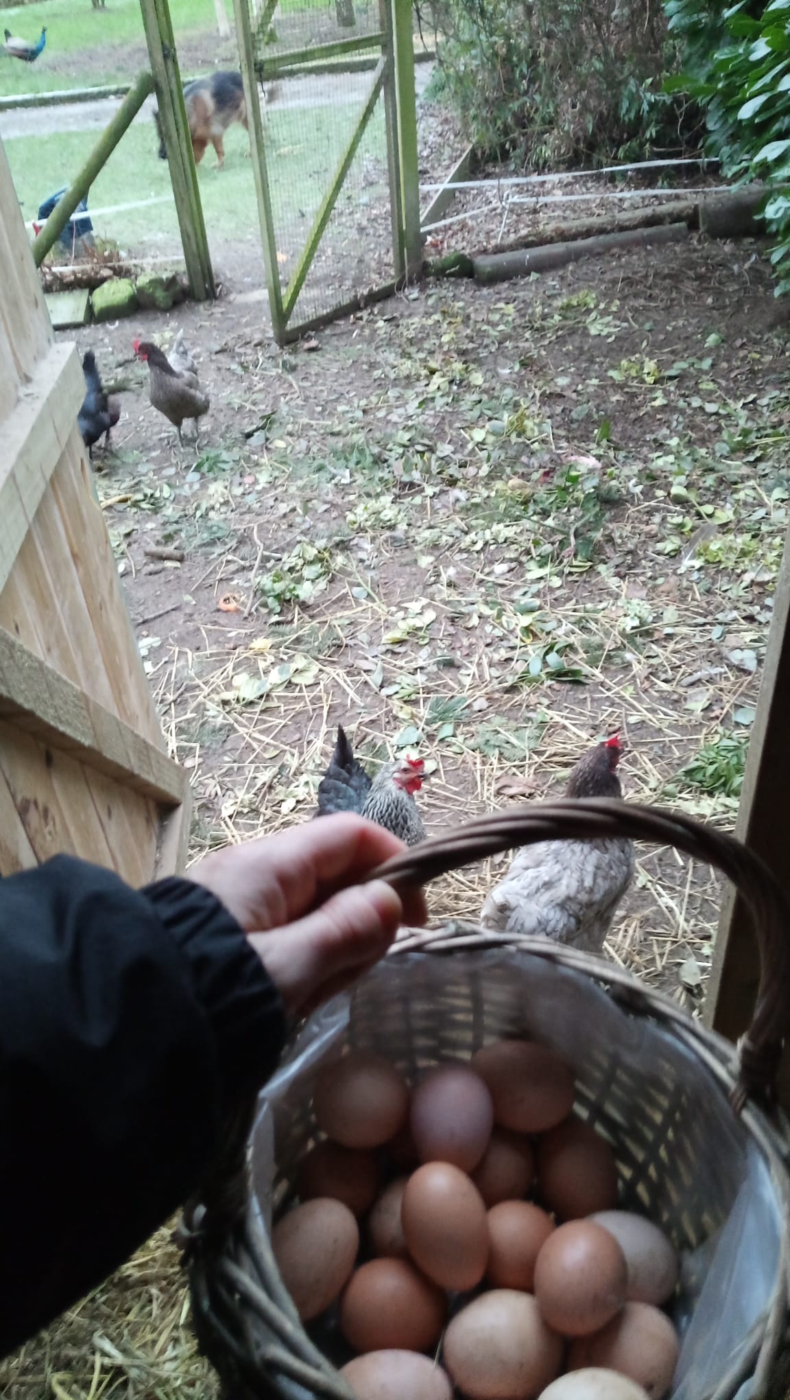 image-7