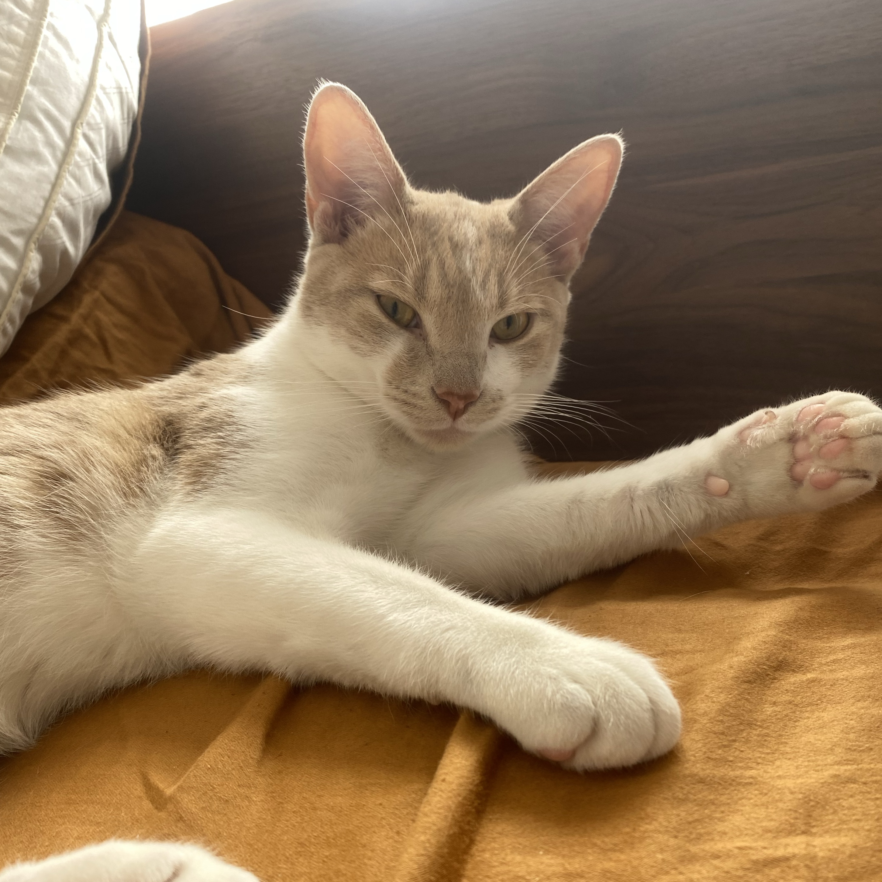 Milo