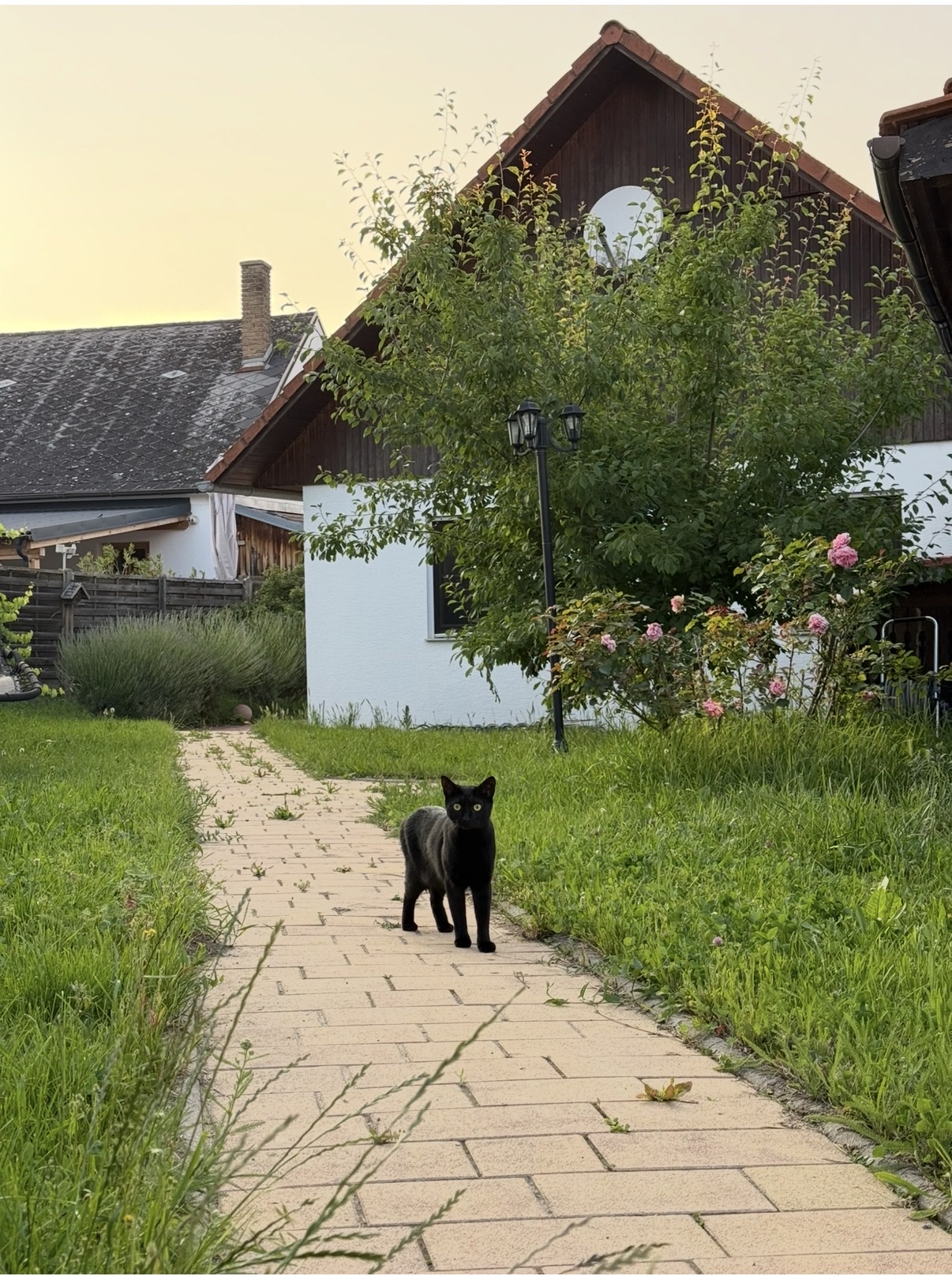 image-19