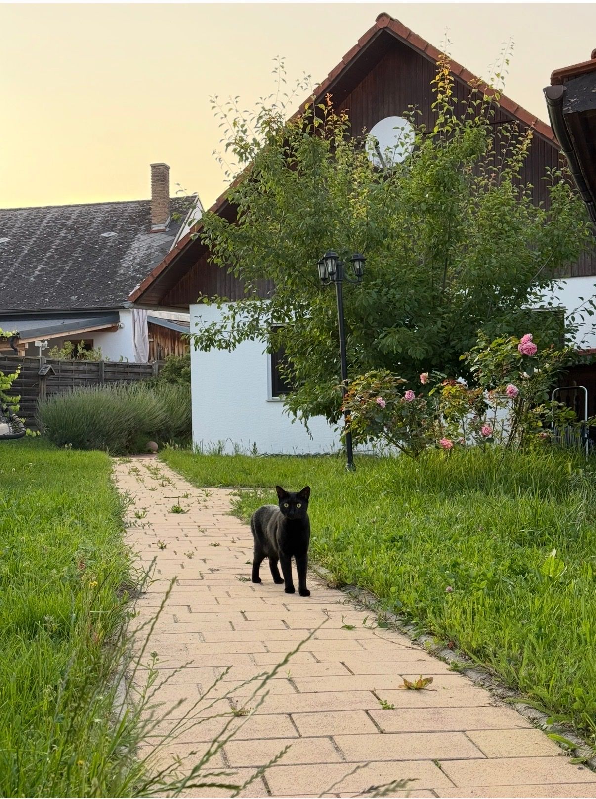 image-19