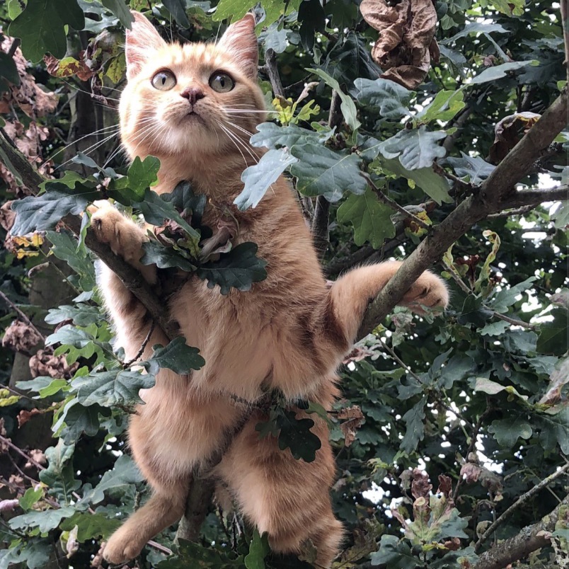 Gino 