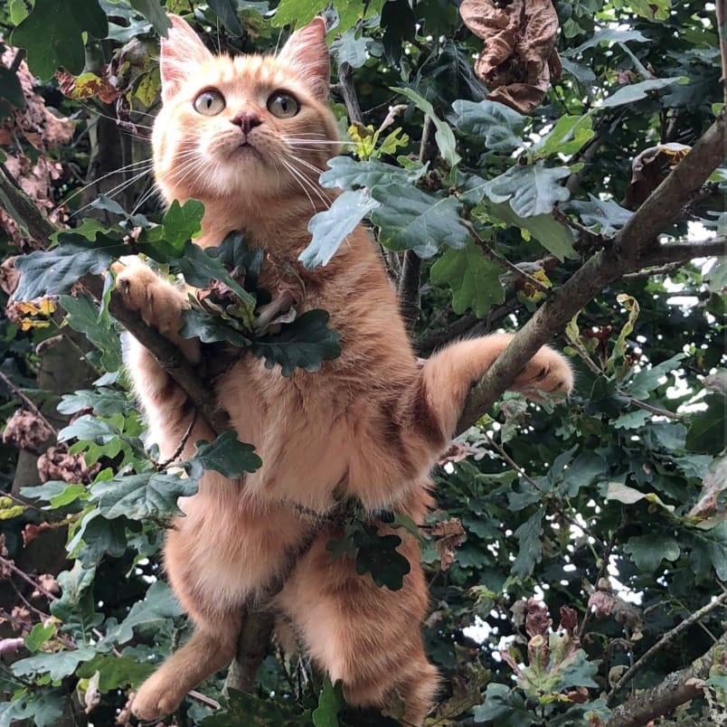 Gino
