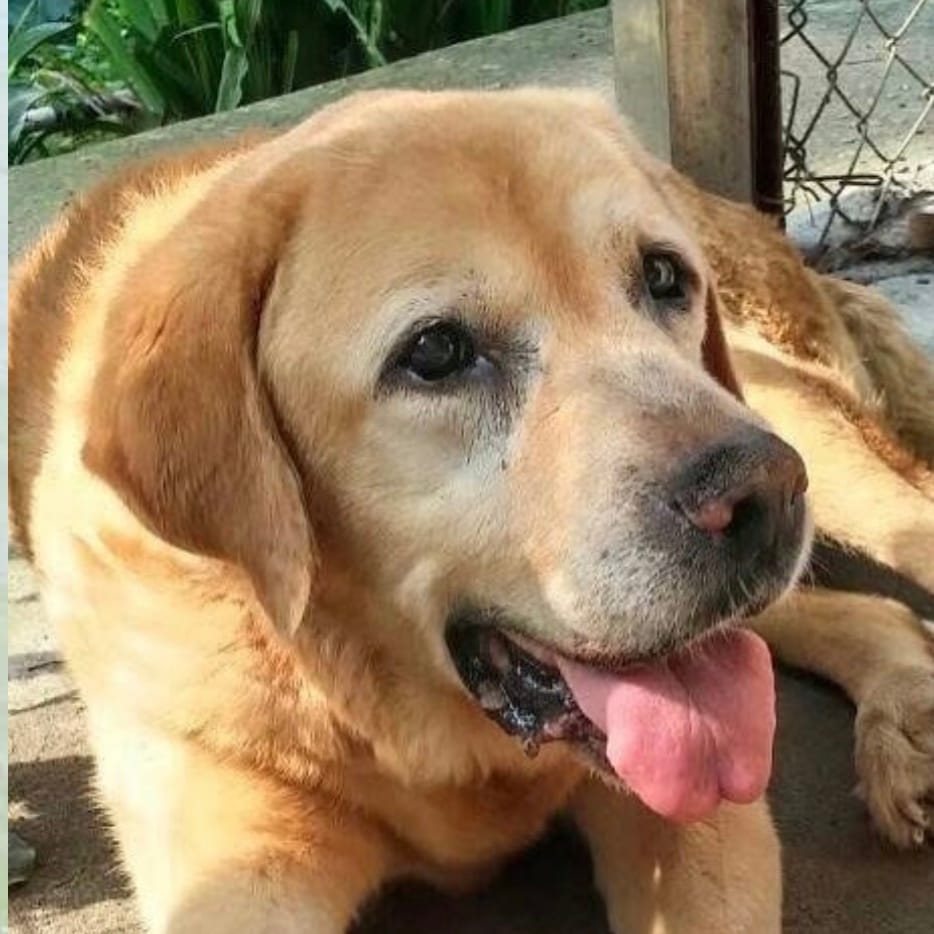 Barney