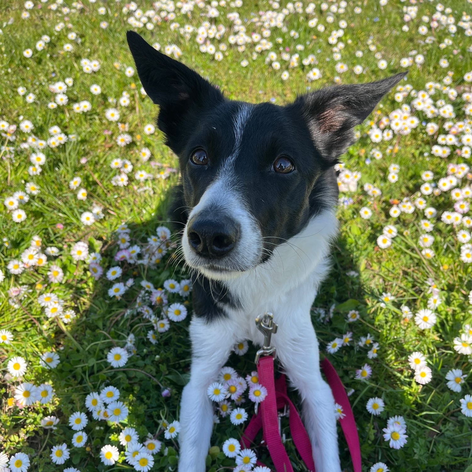 Leila