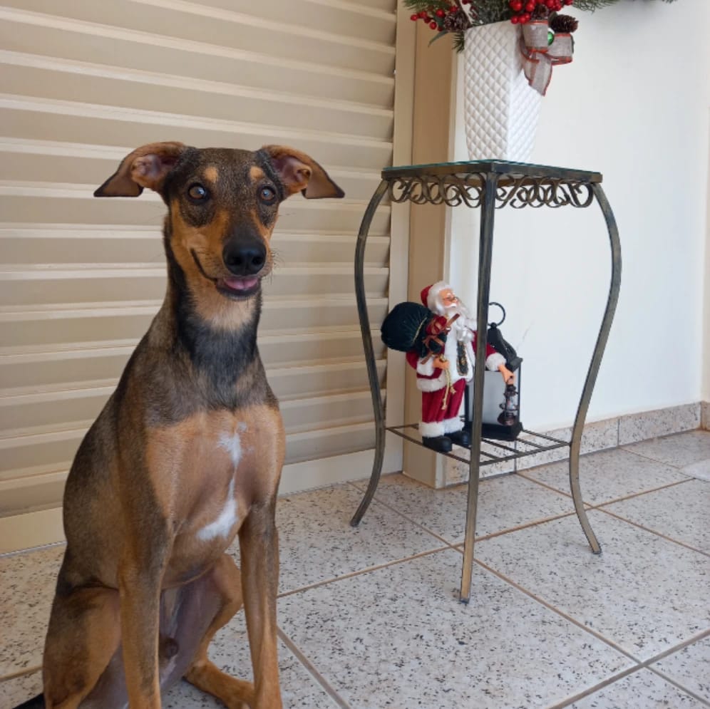 Chico