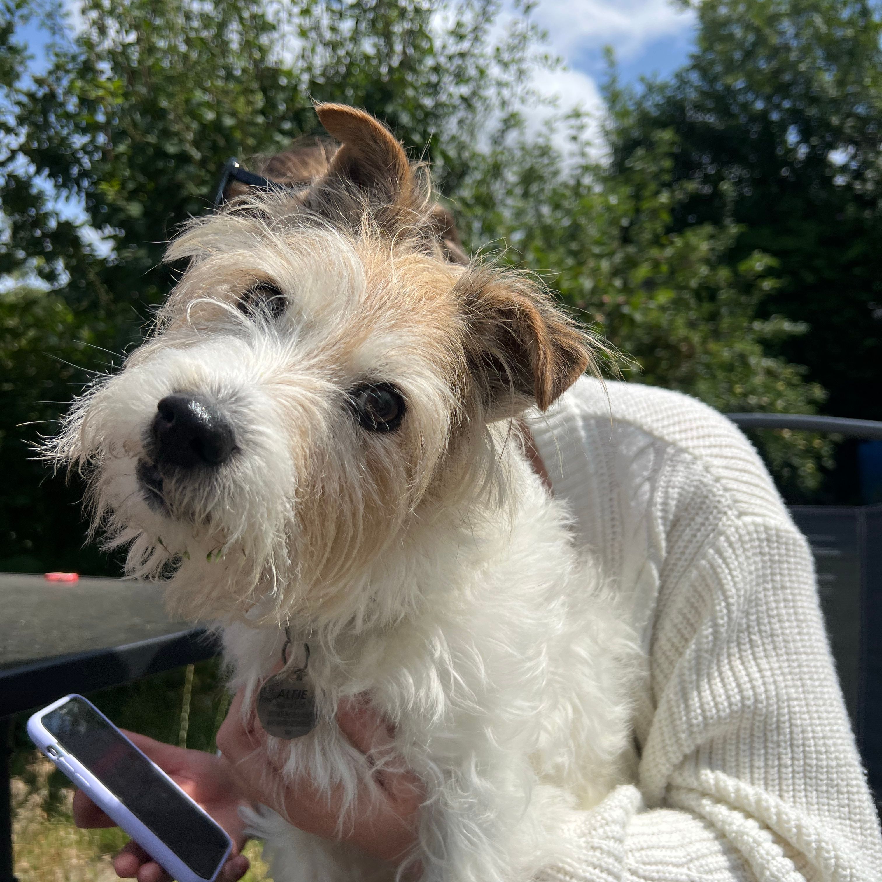 Alfie