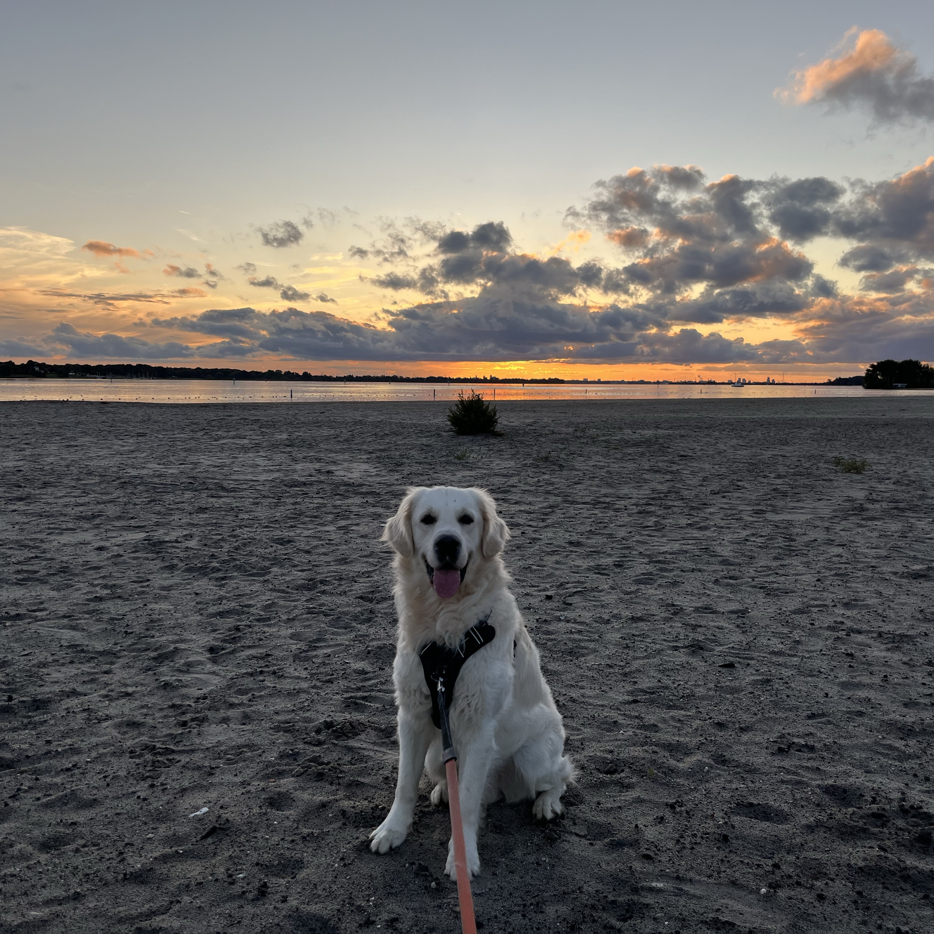 Otto