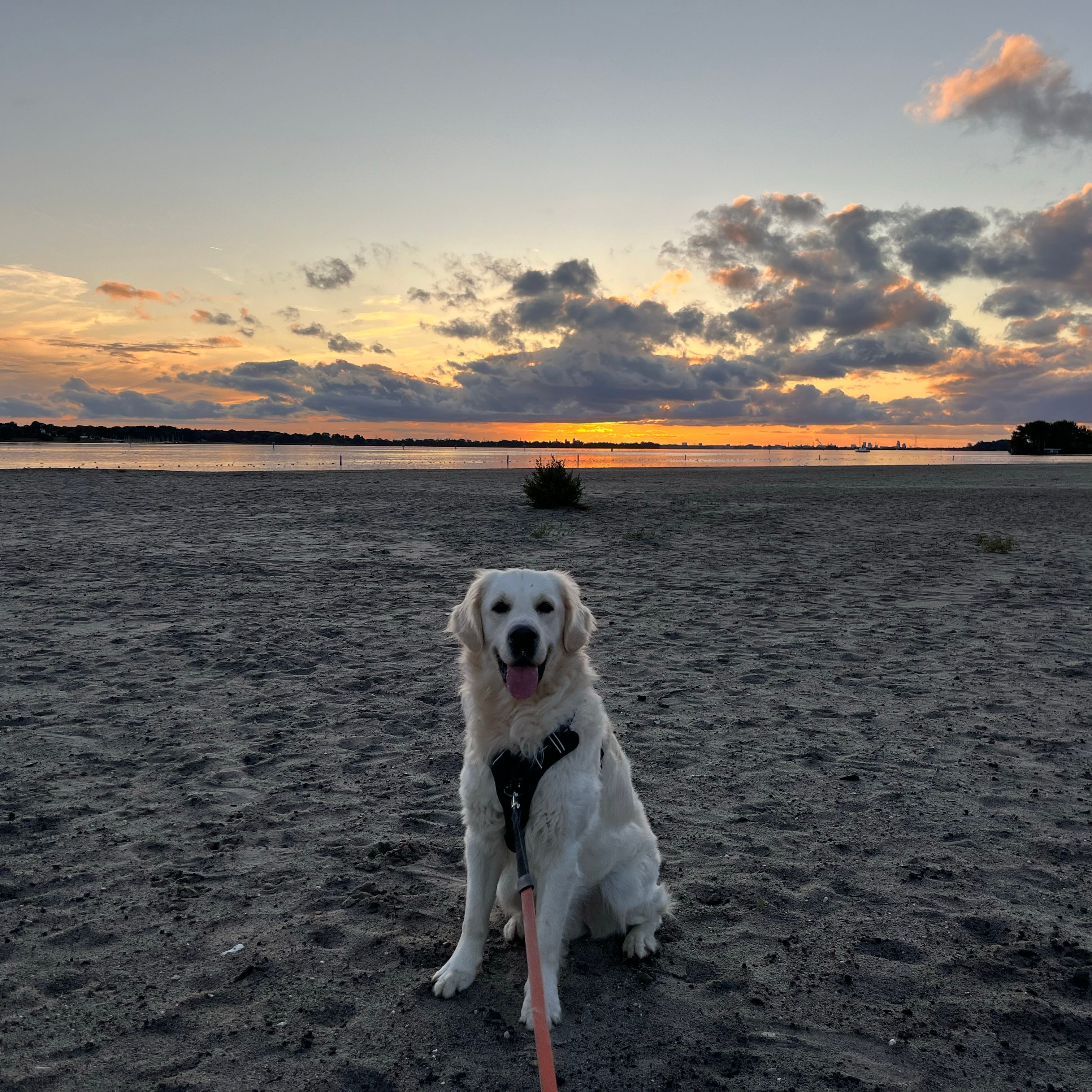Otto
