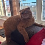 Odin