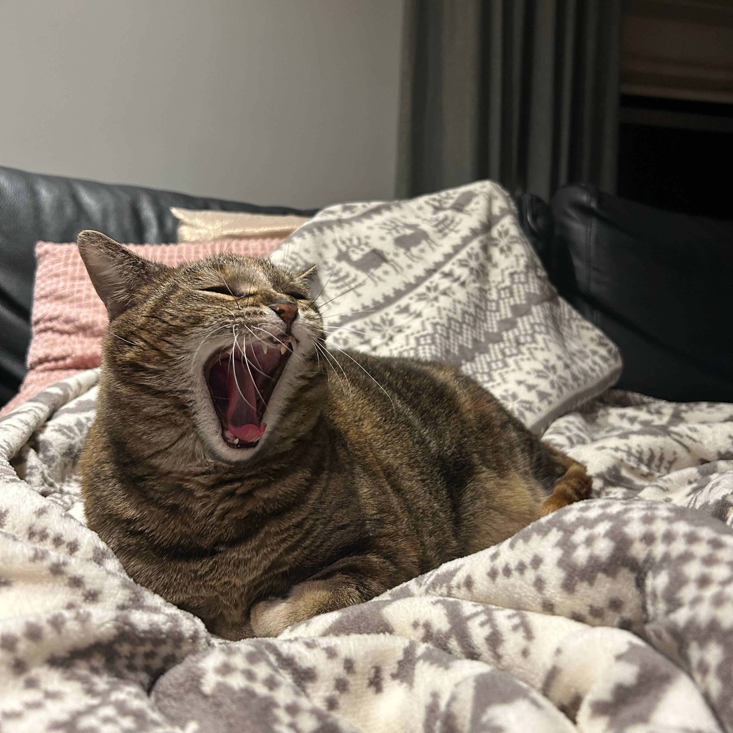 Suki