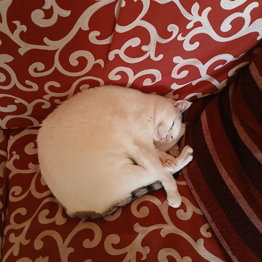 Ettore