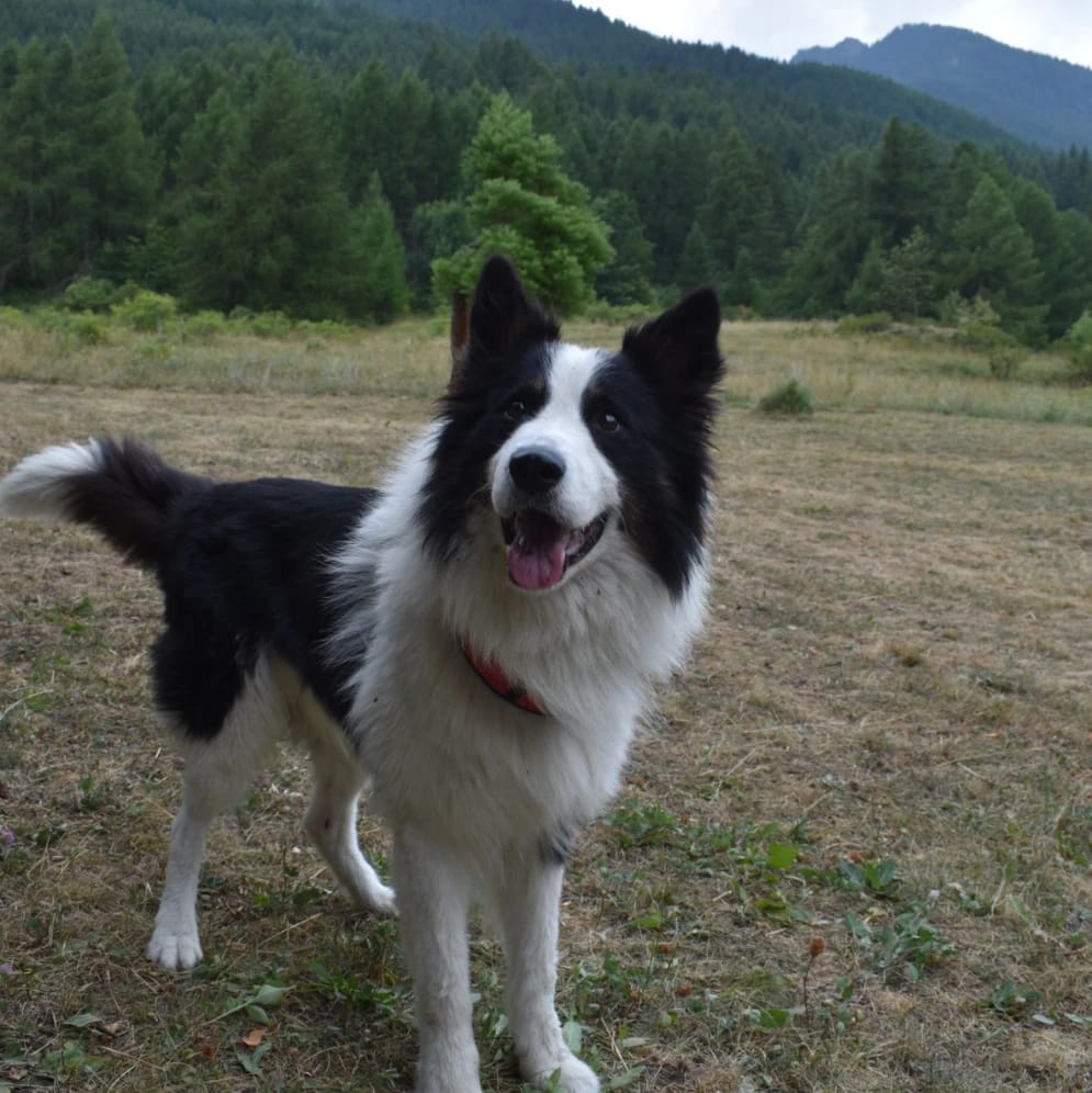 Uffolo