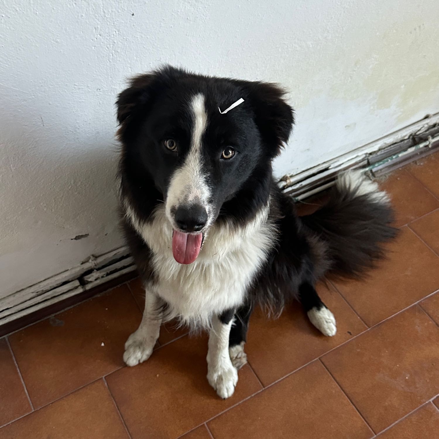 Oreo