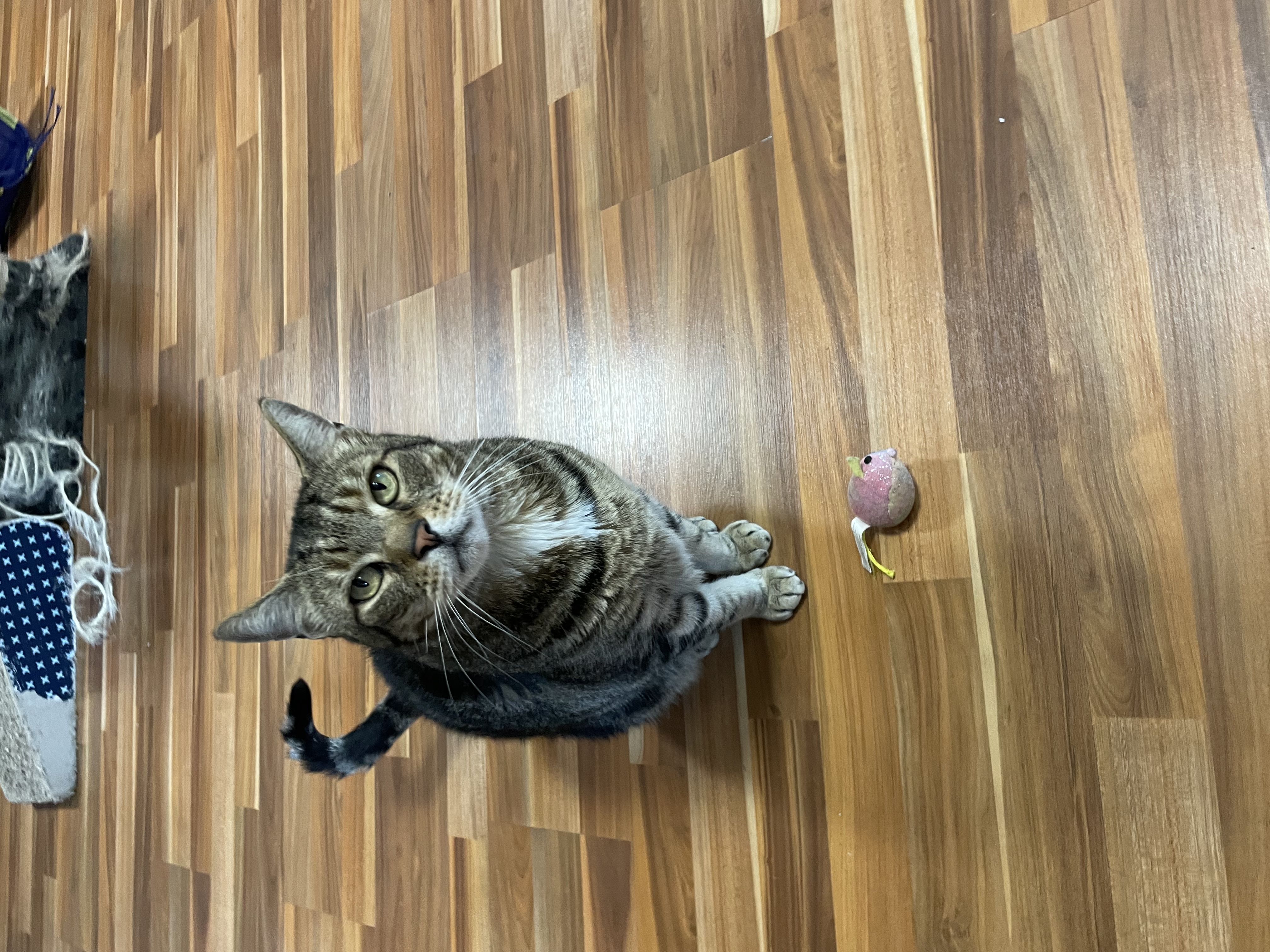 image-7