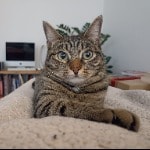 Palù