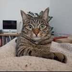 Palù