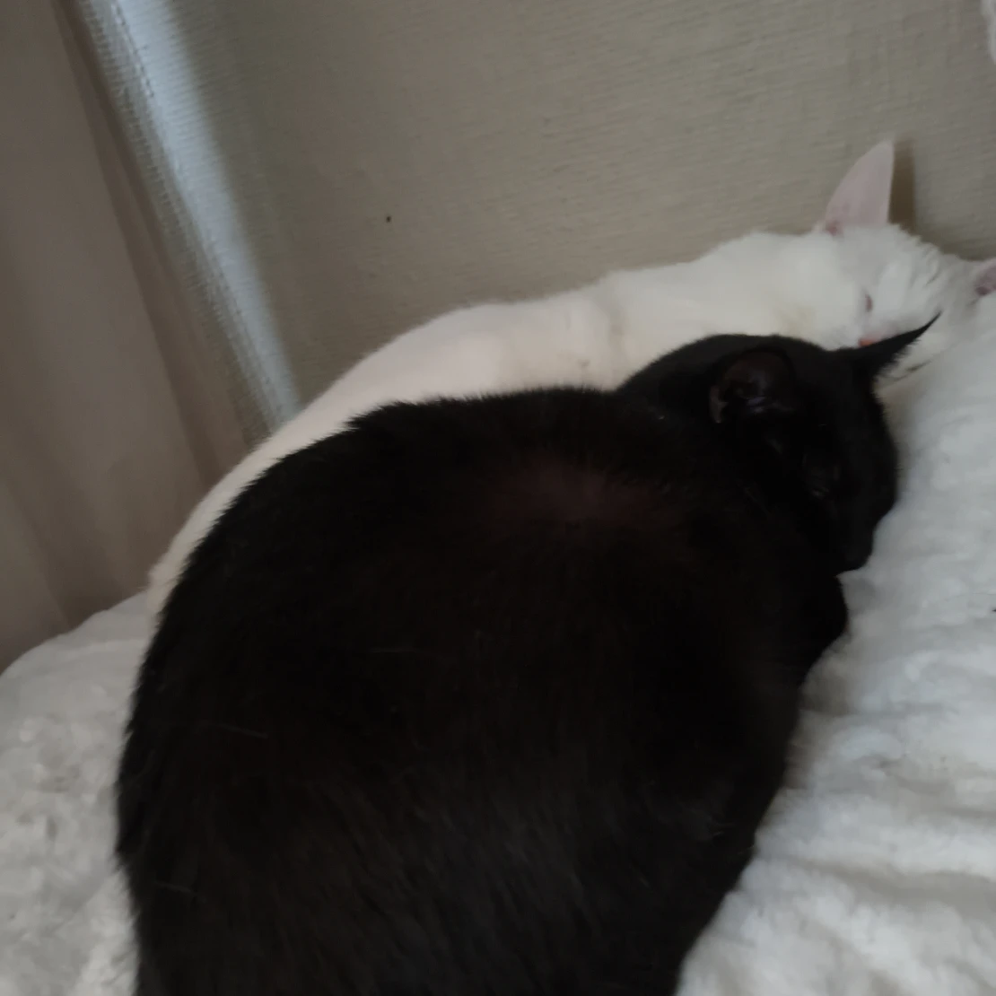 Kitsu 