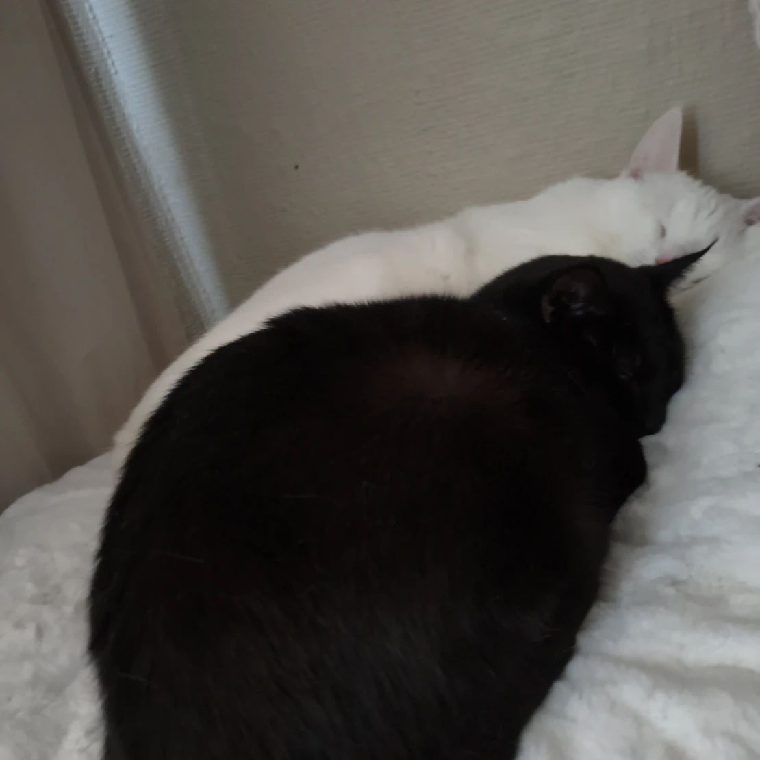 Kitsu