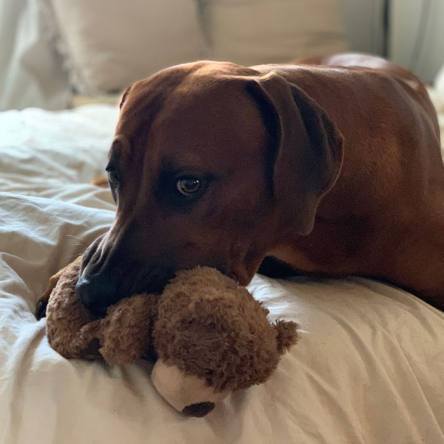 Balou