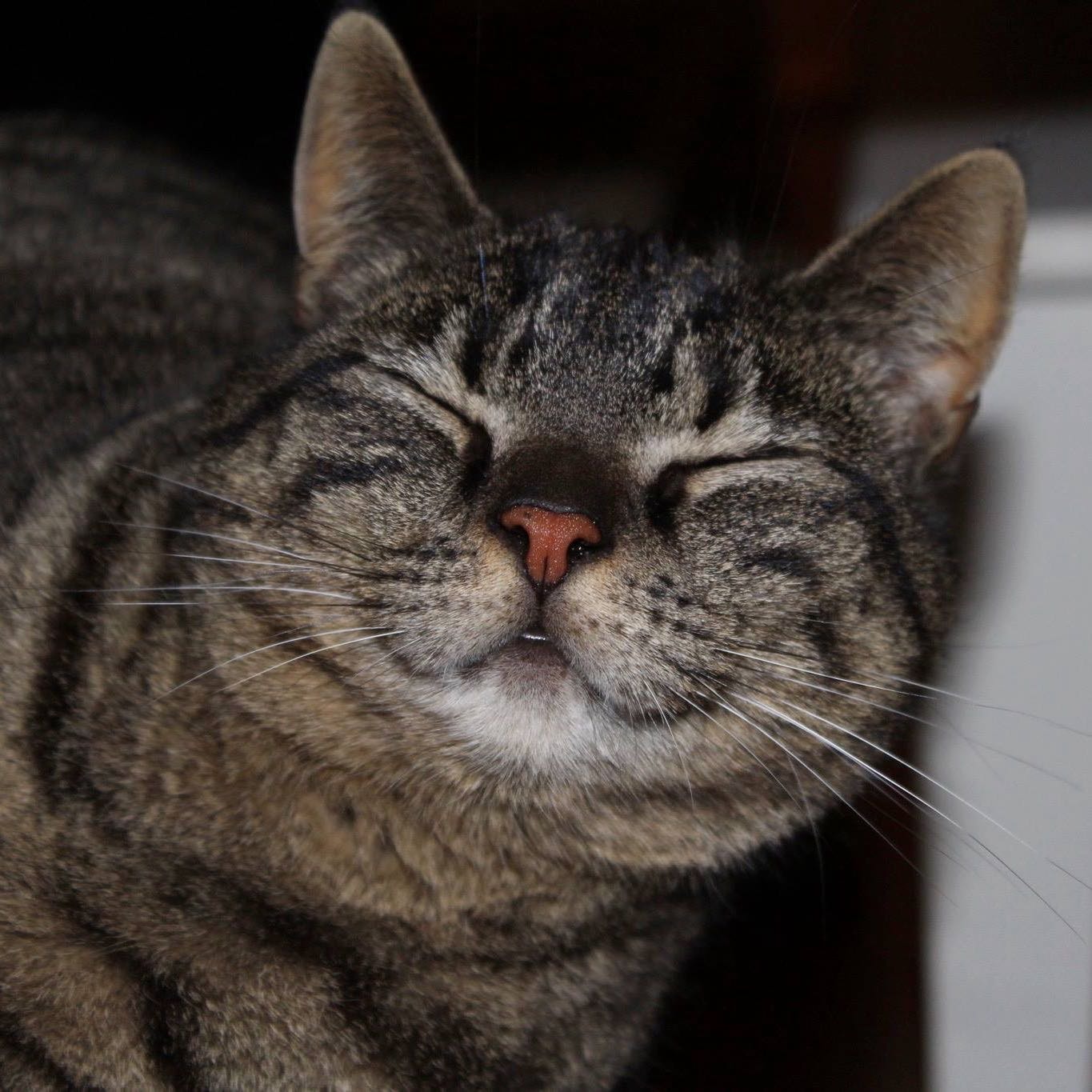 Minou