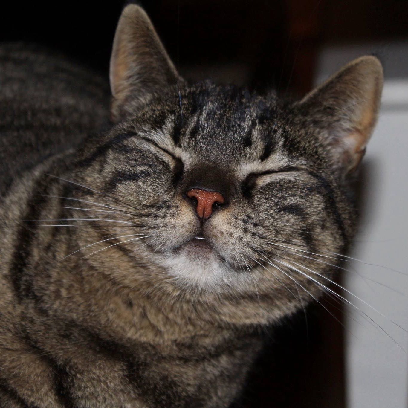 Minou