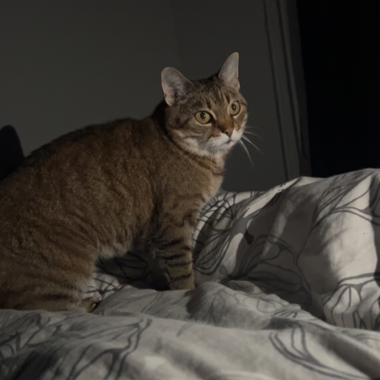 Minni