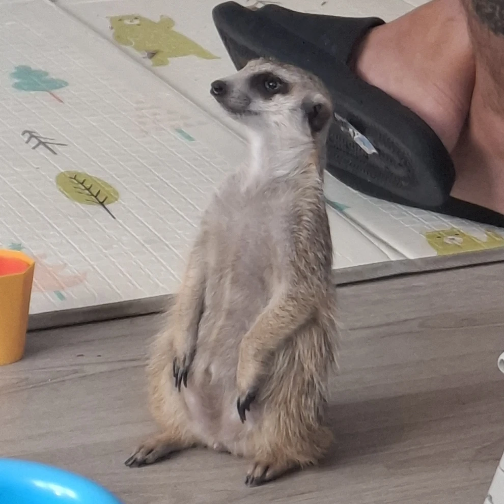 cucciolo