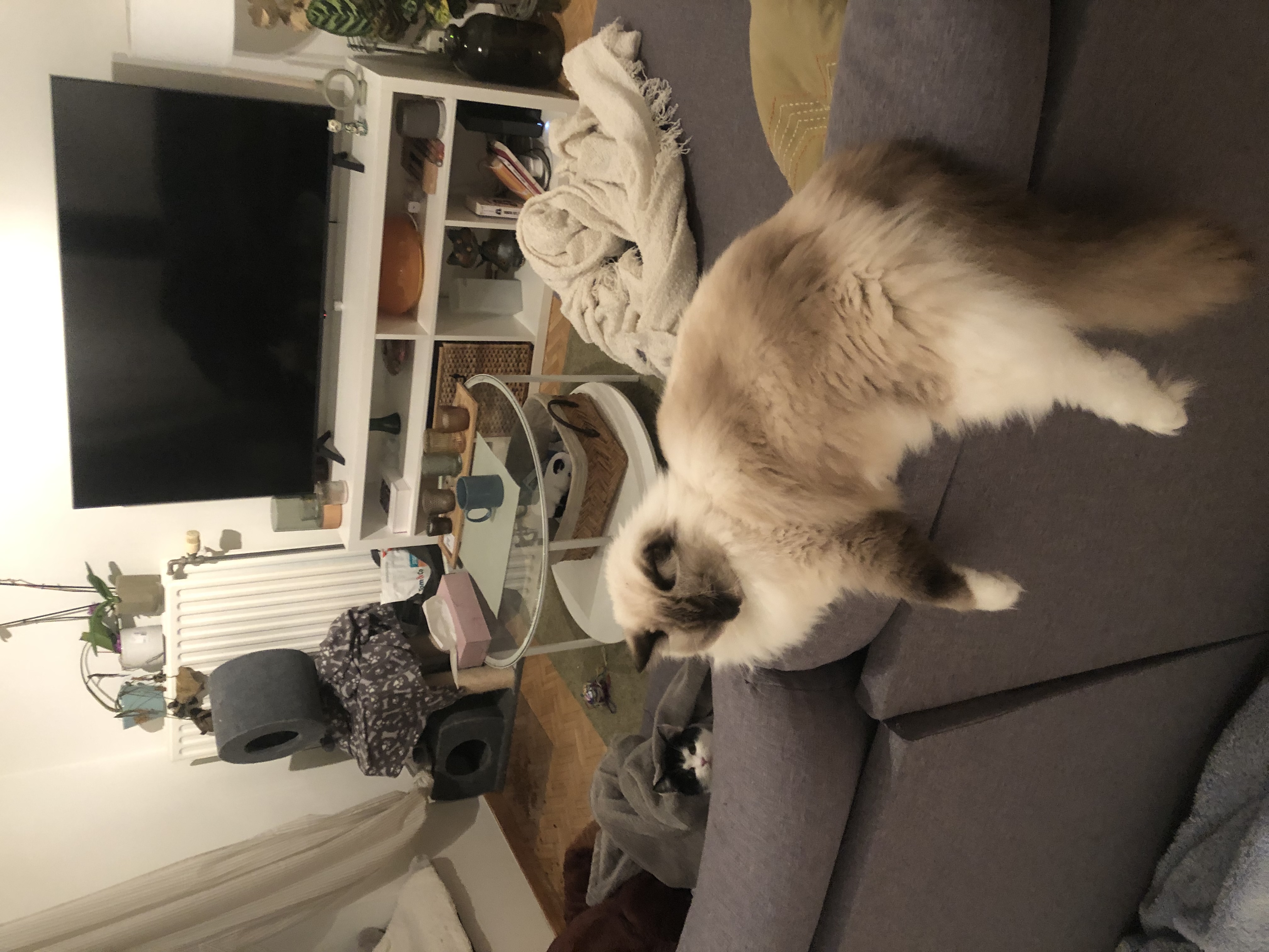 image-19