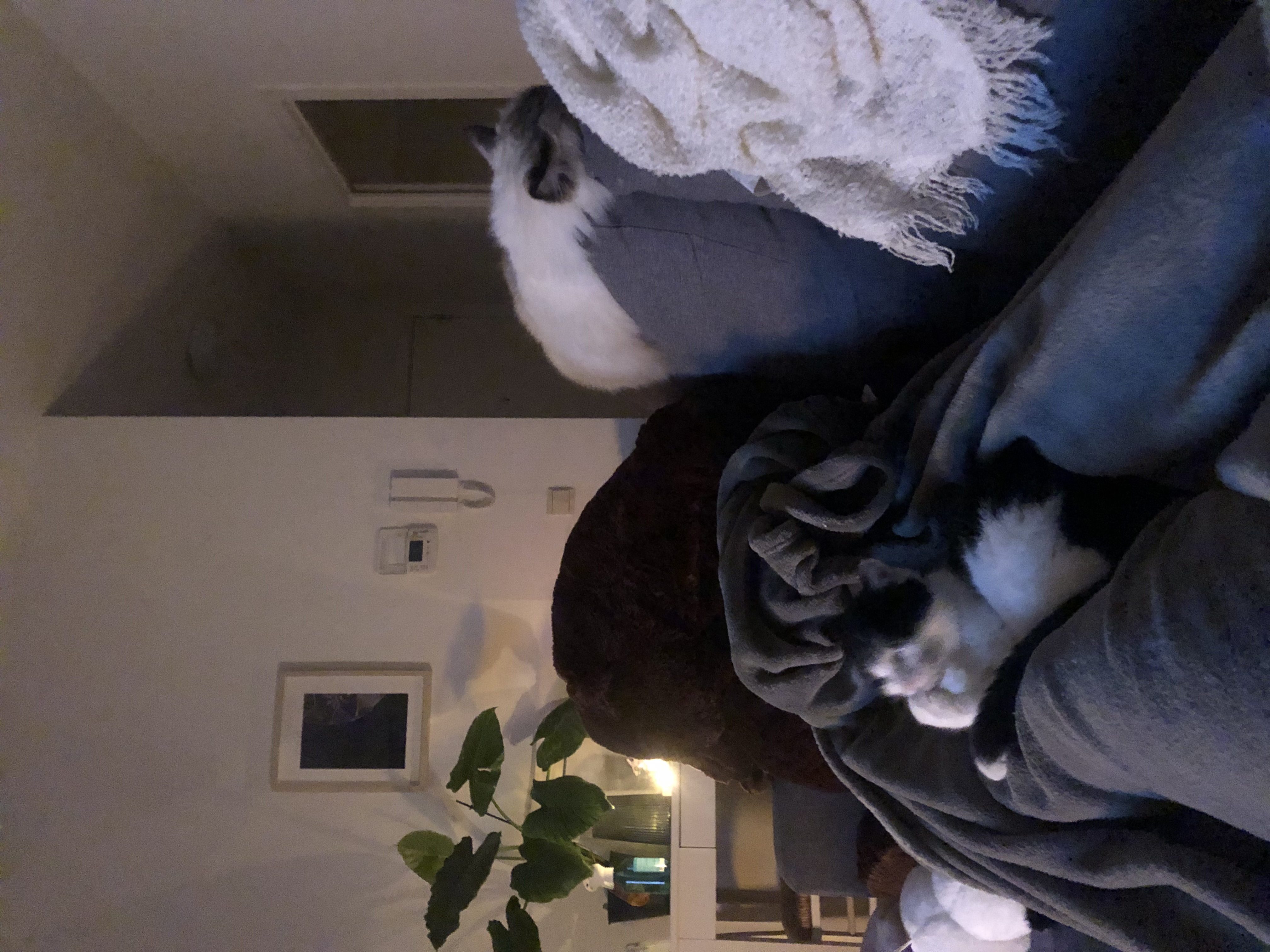 image-18