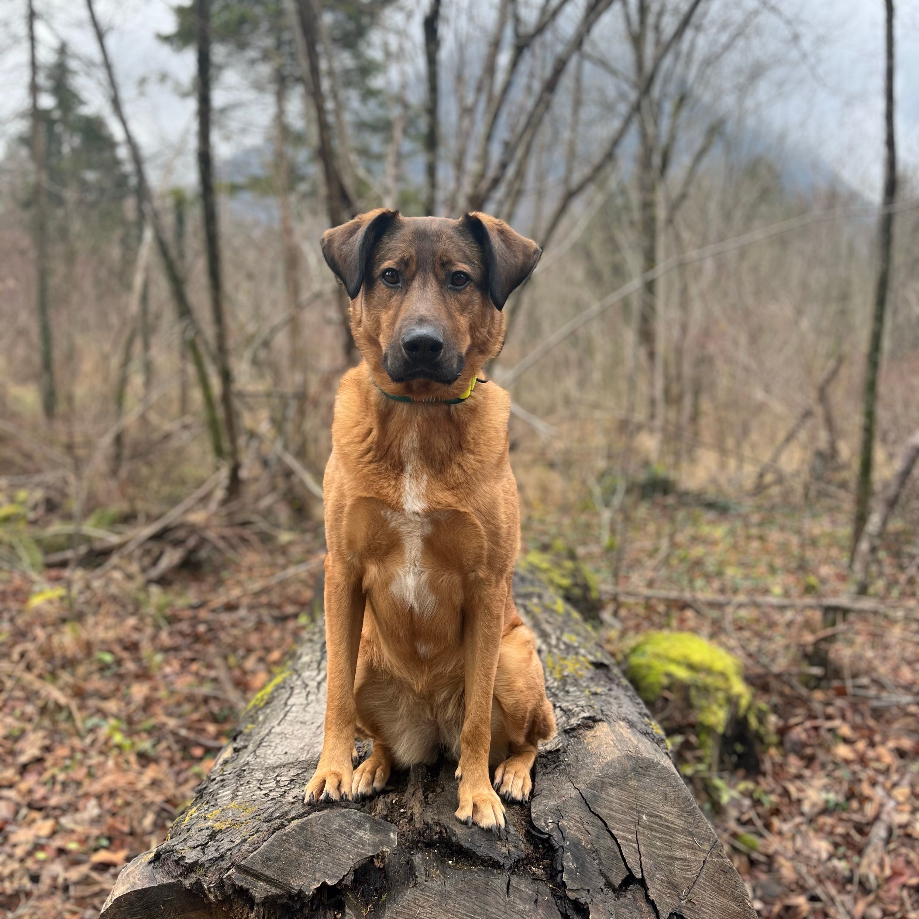 Nala