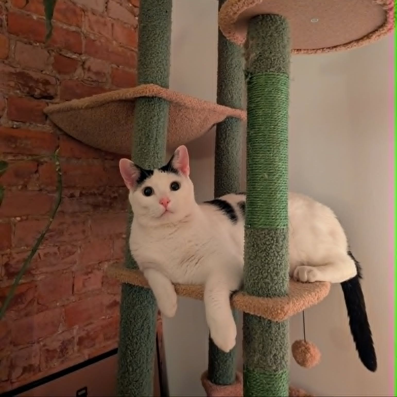 Loki