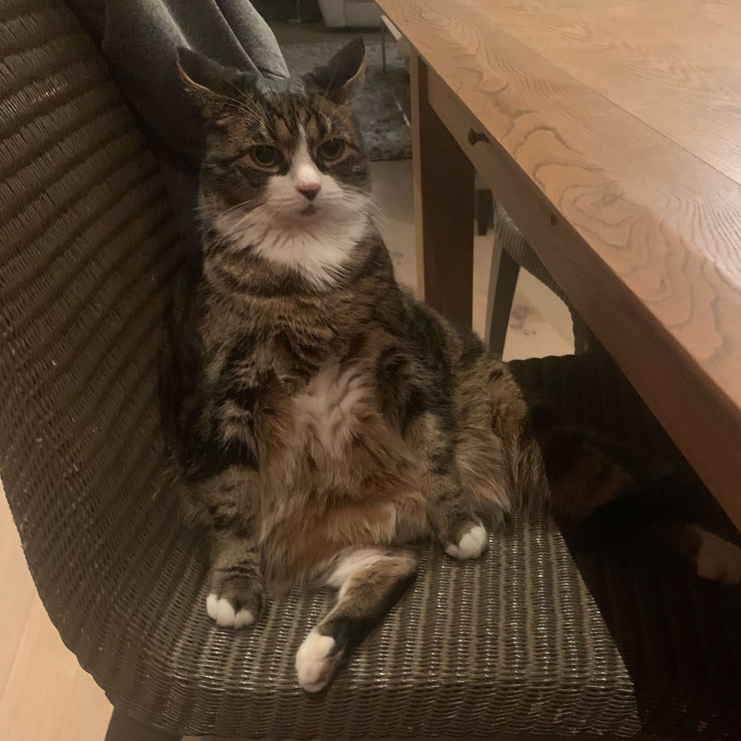 Brutus 