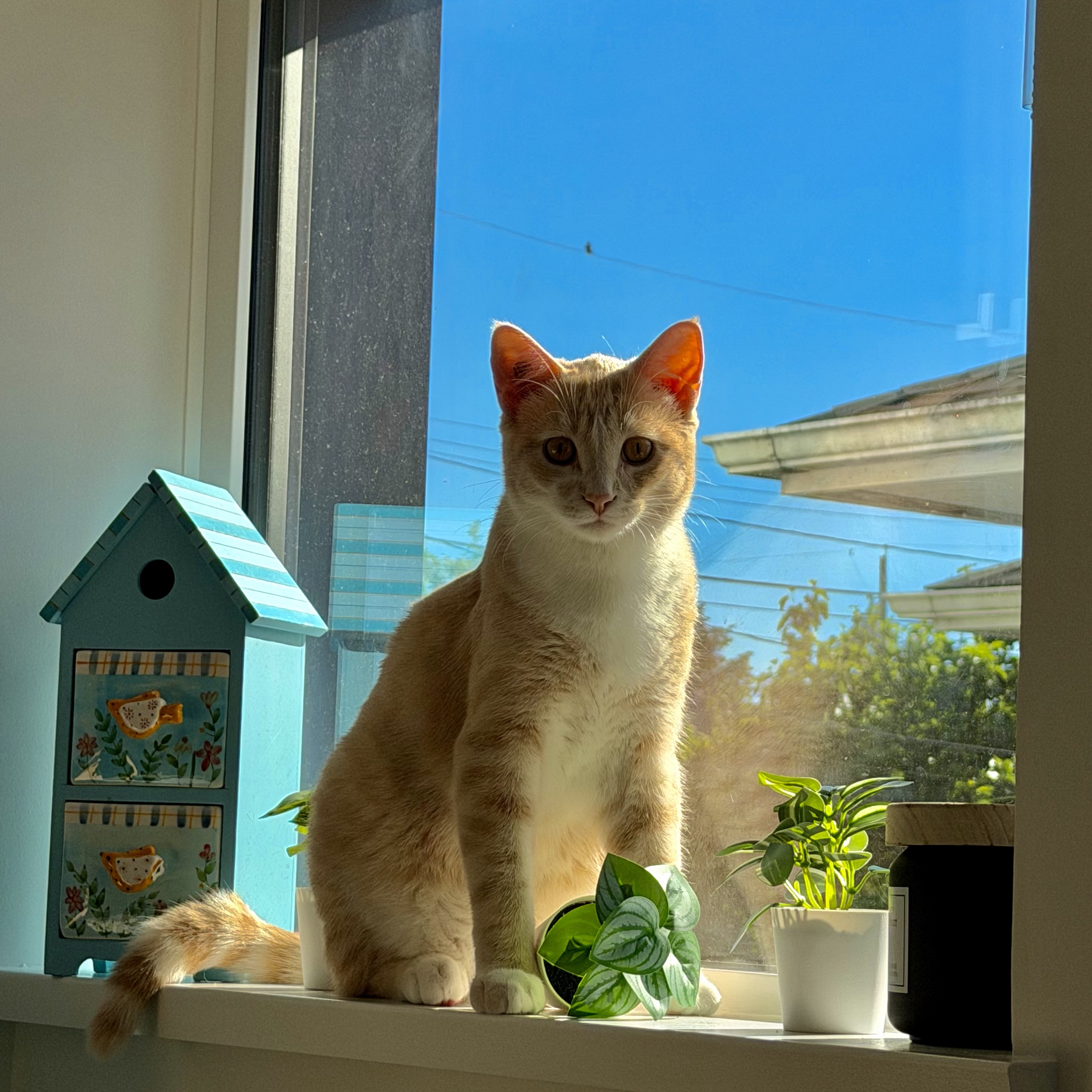 Tofu 