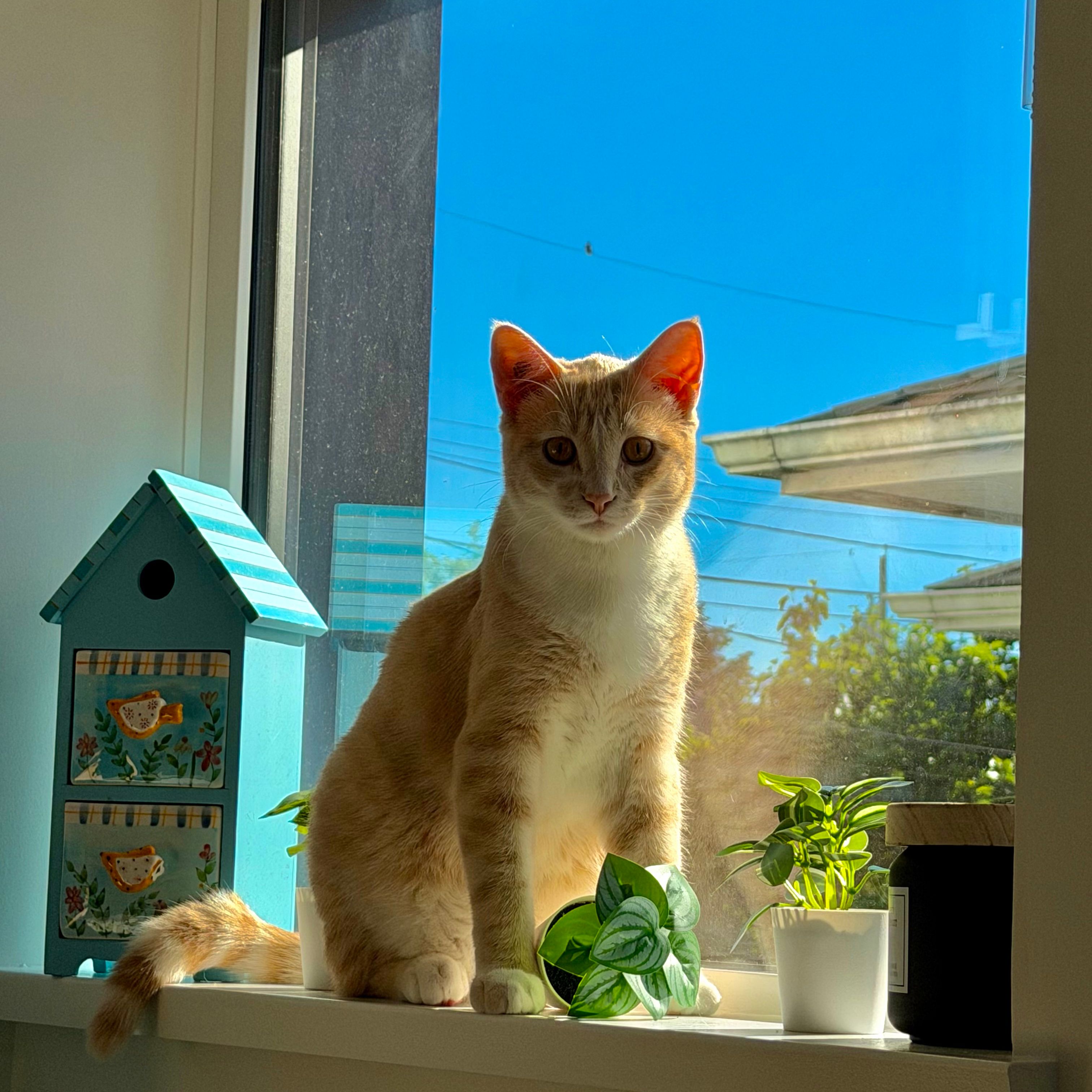 Tofu