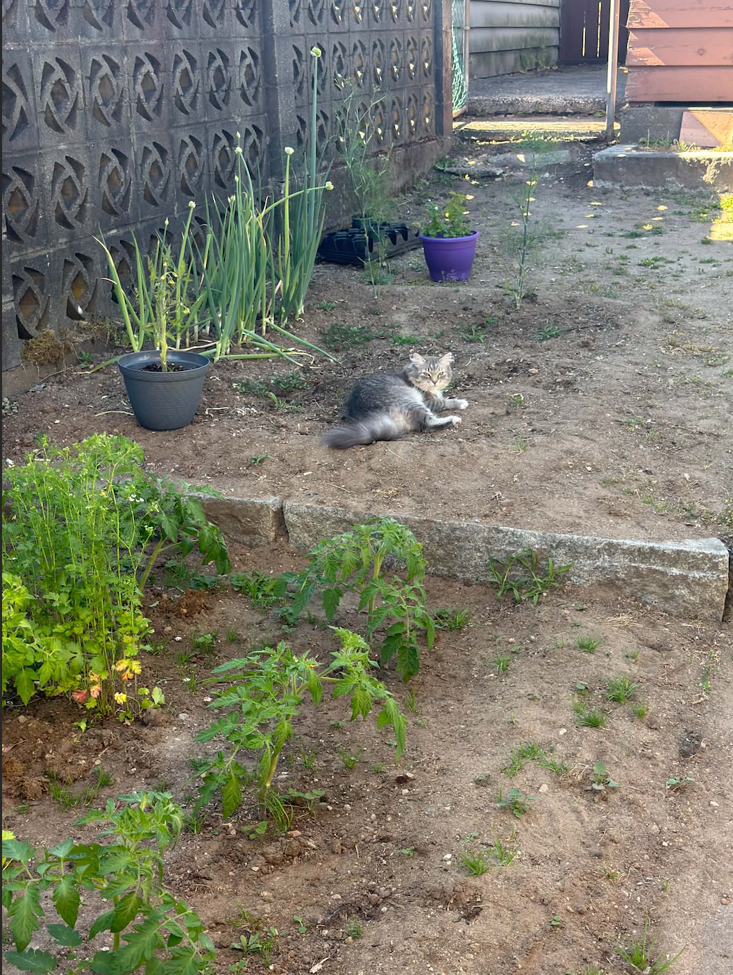 image-7