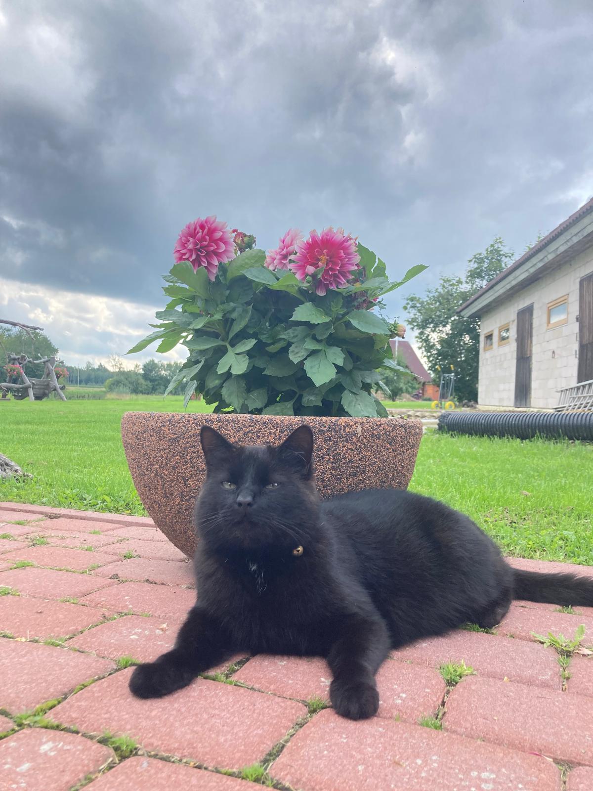 image-11