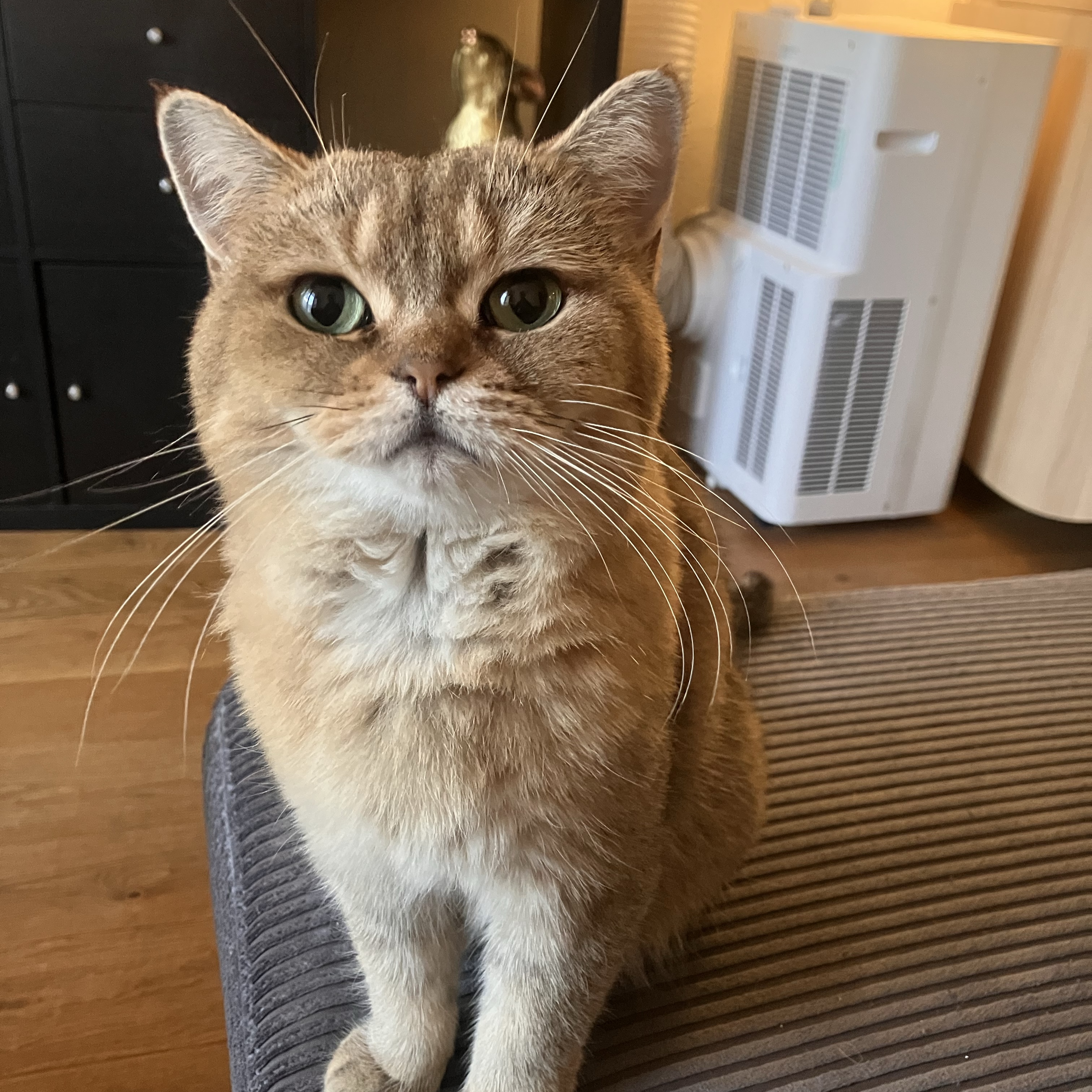 Peanut