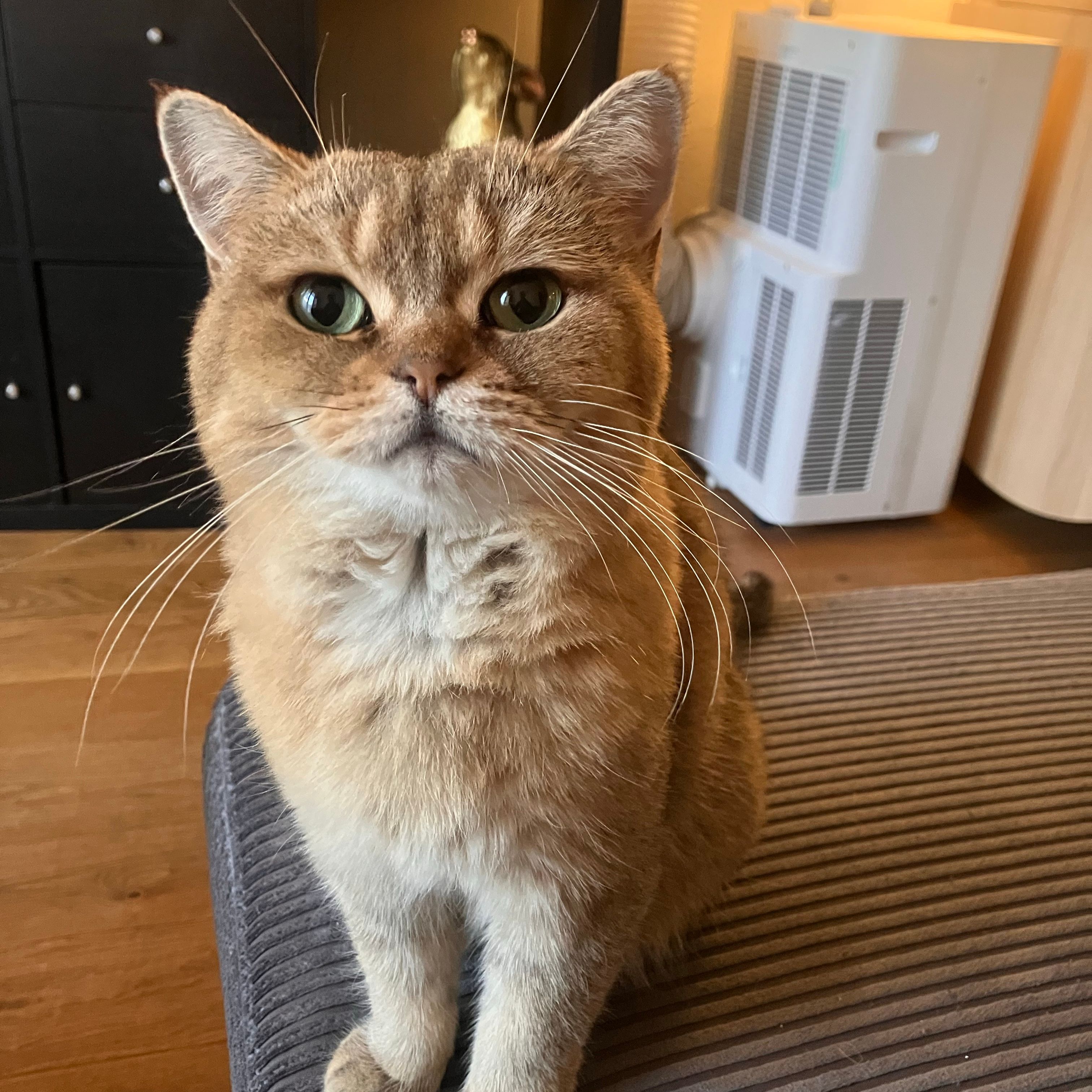Peanut