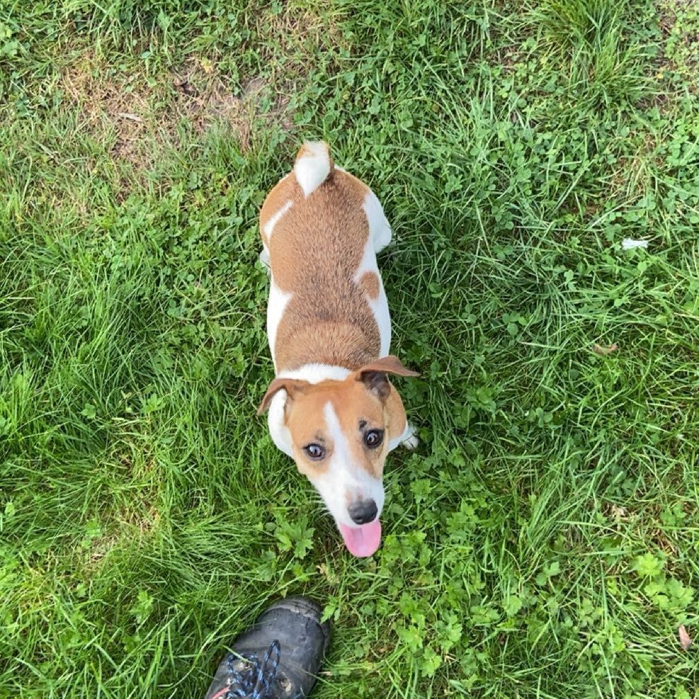 Skippy