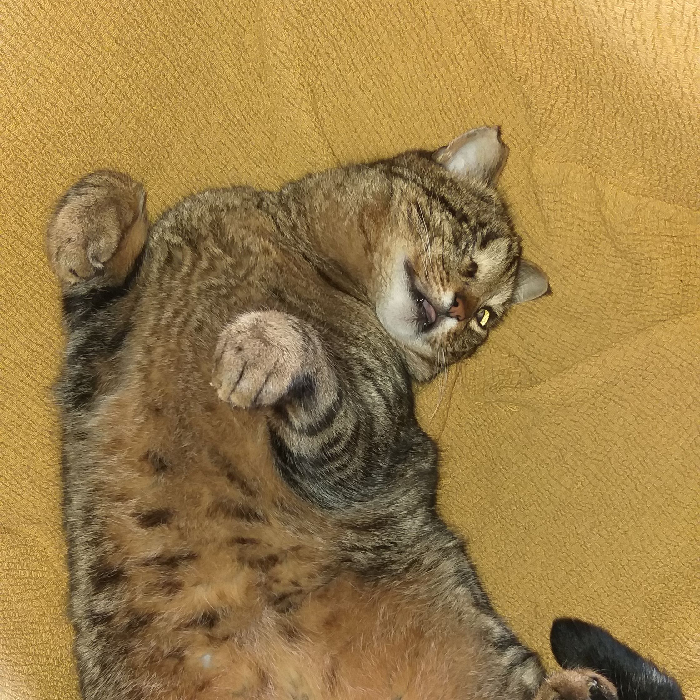 Pampero