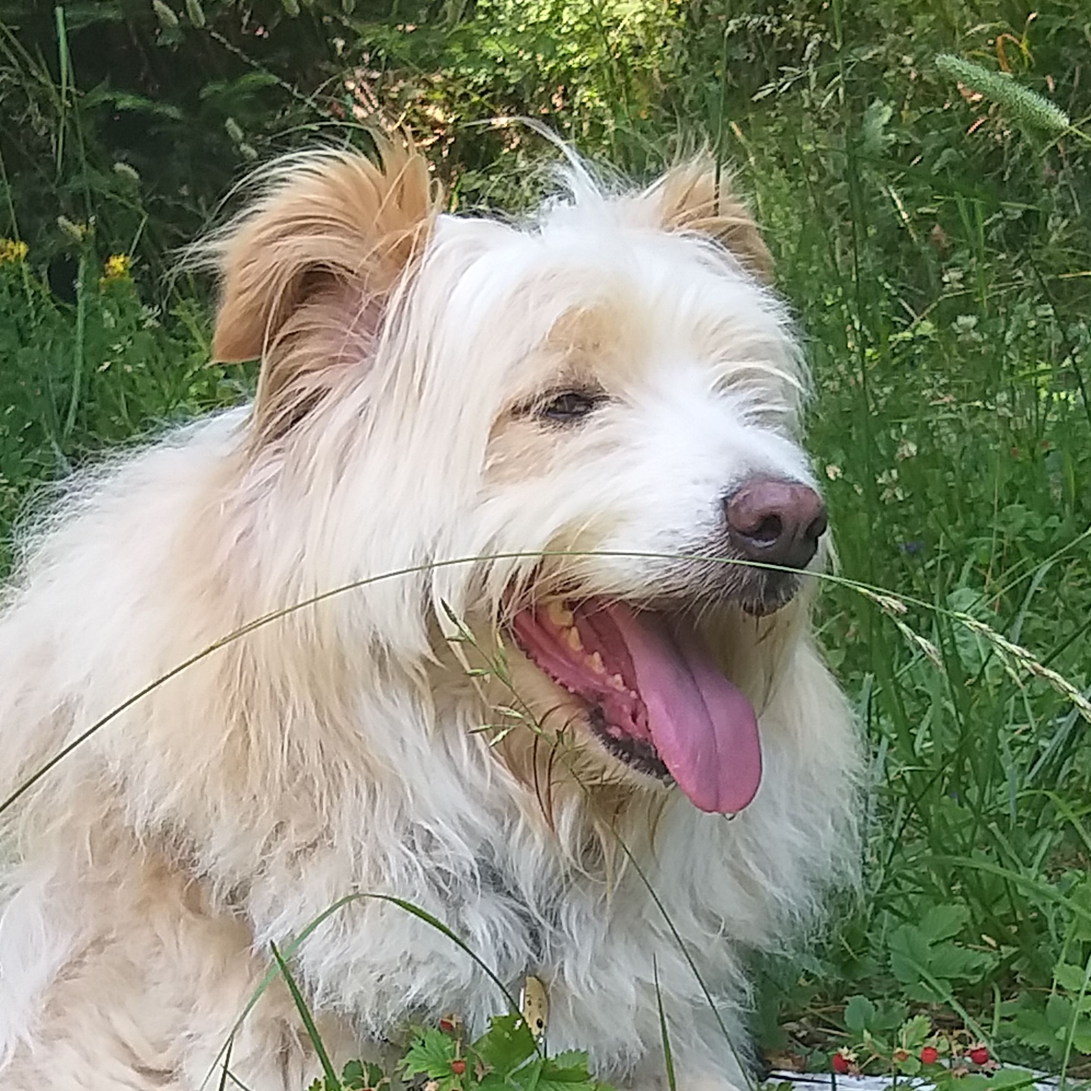 Bonnie