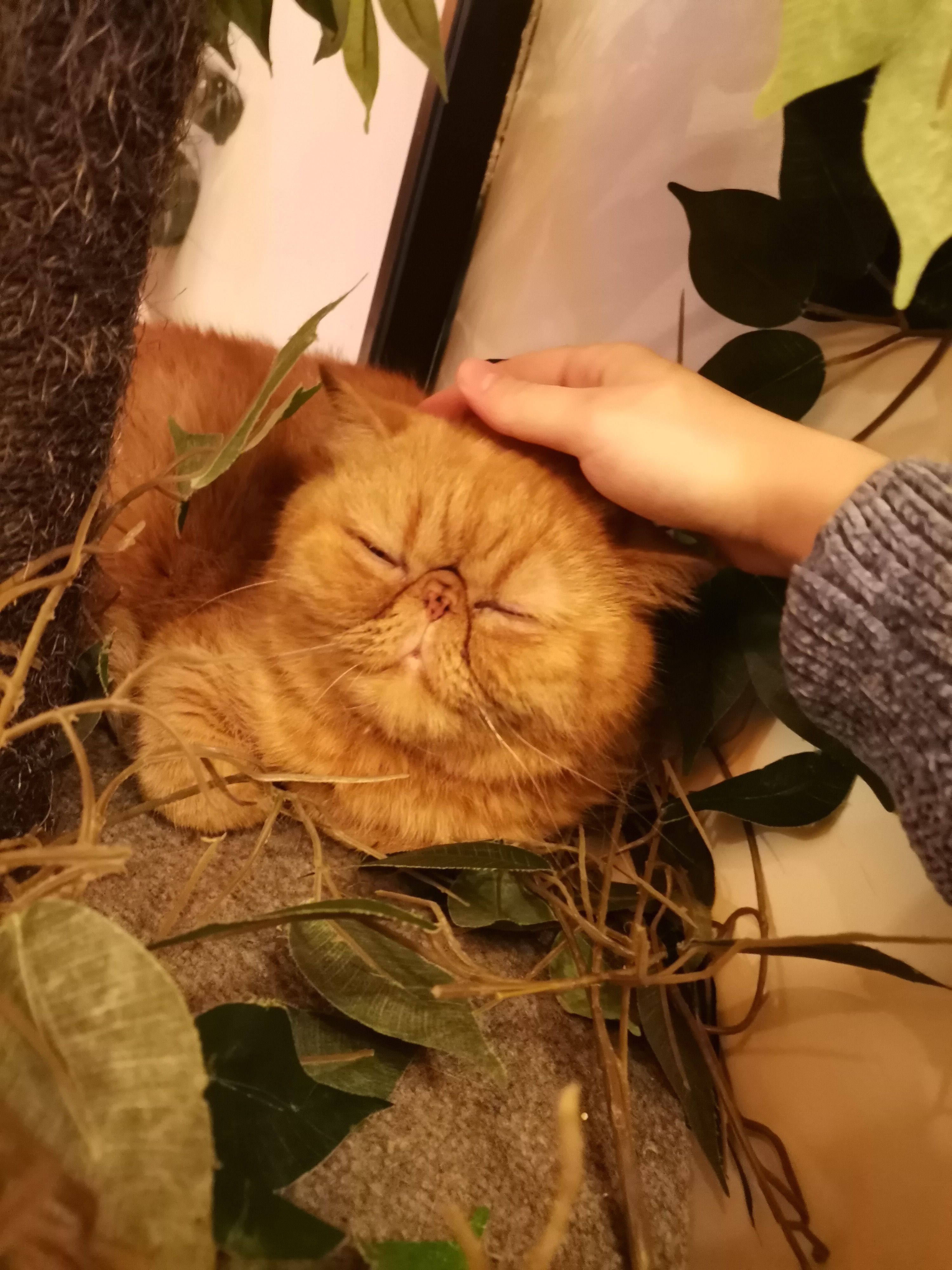 image-7