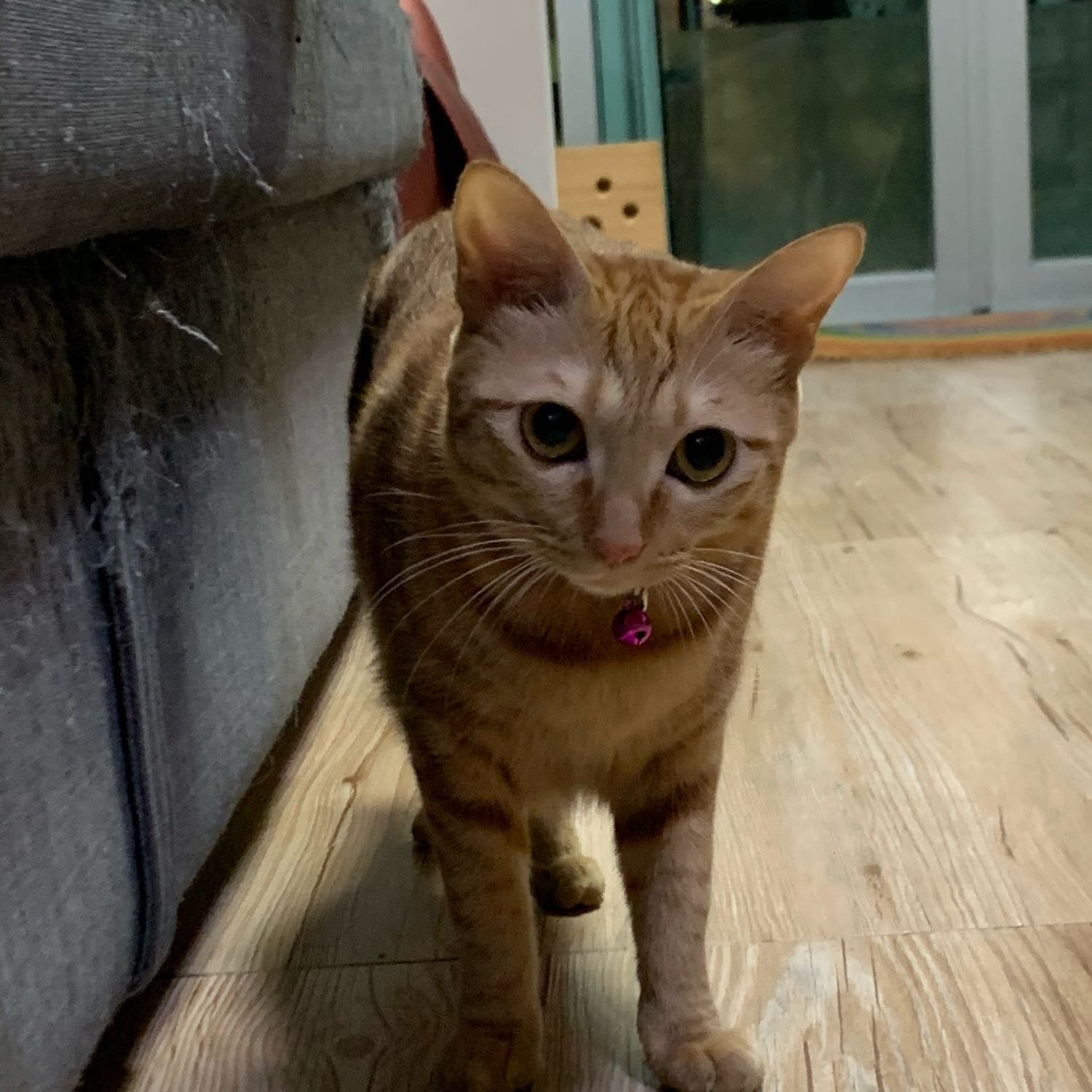 BiBi