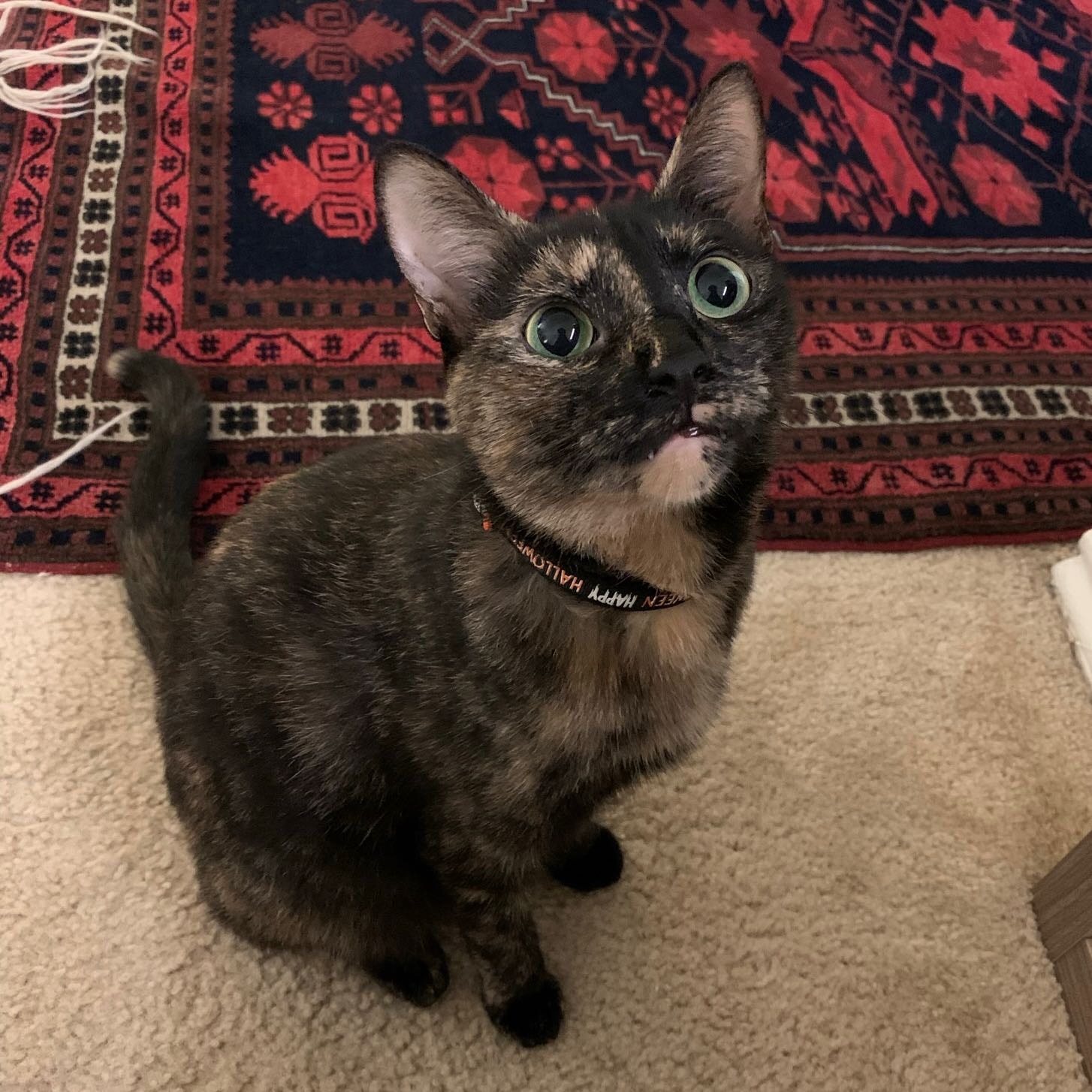 Smoochie 