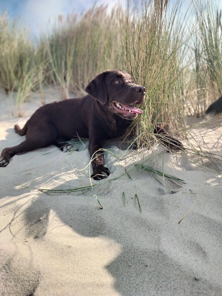 Luca