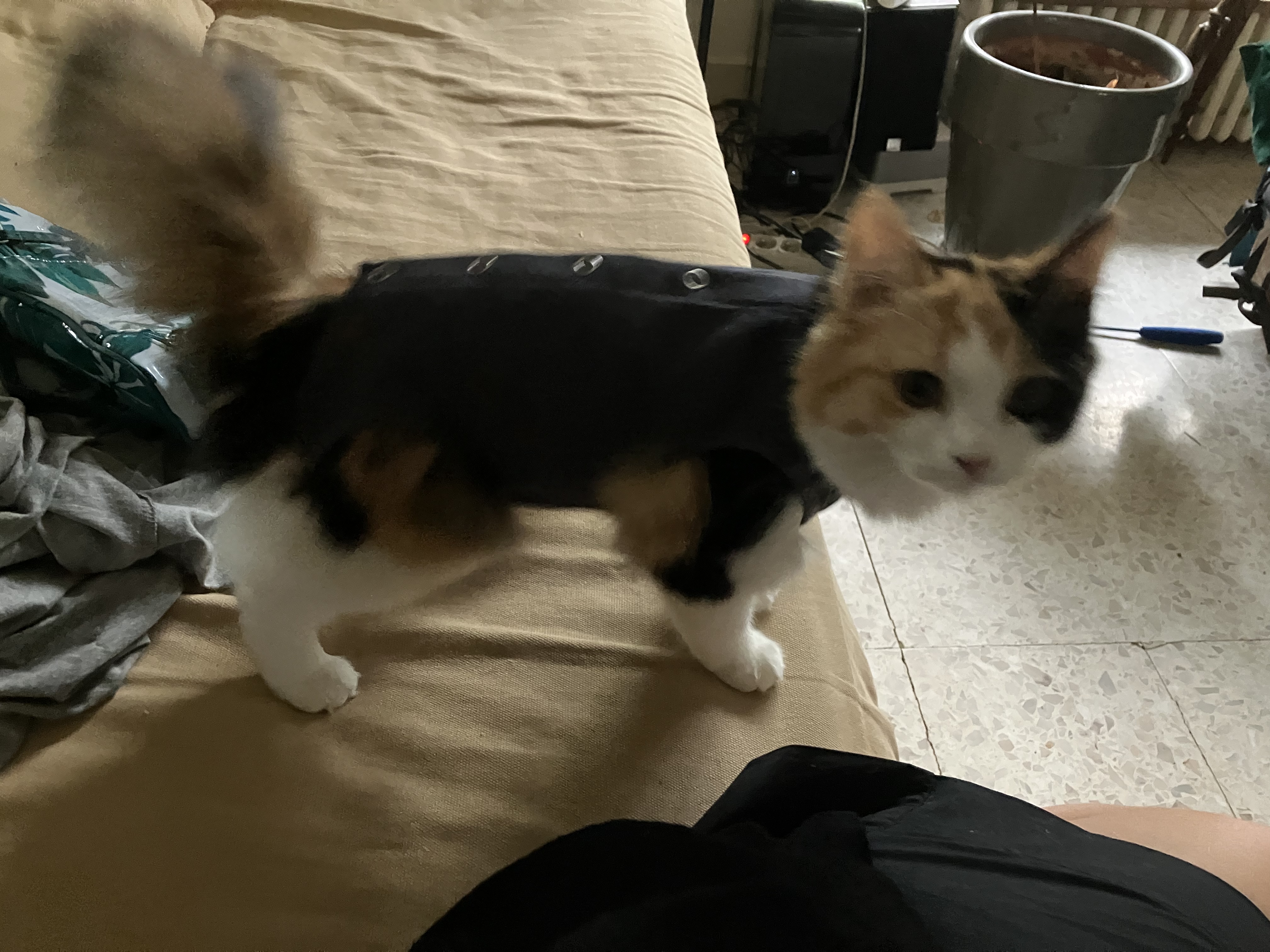 image-11