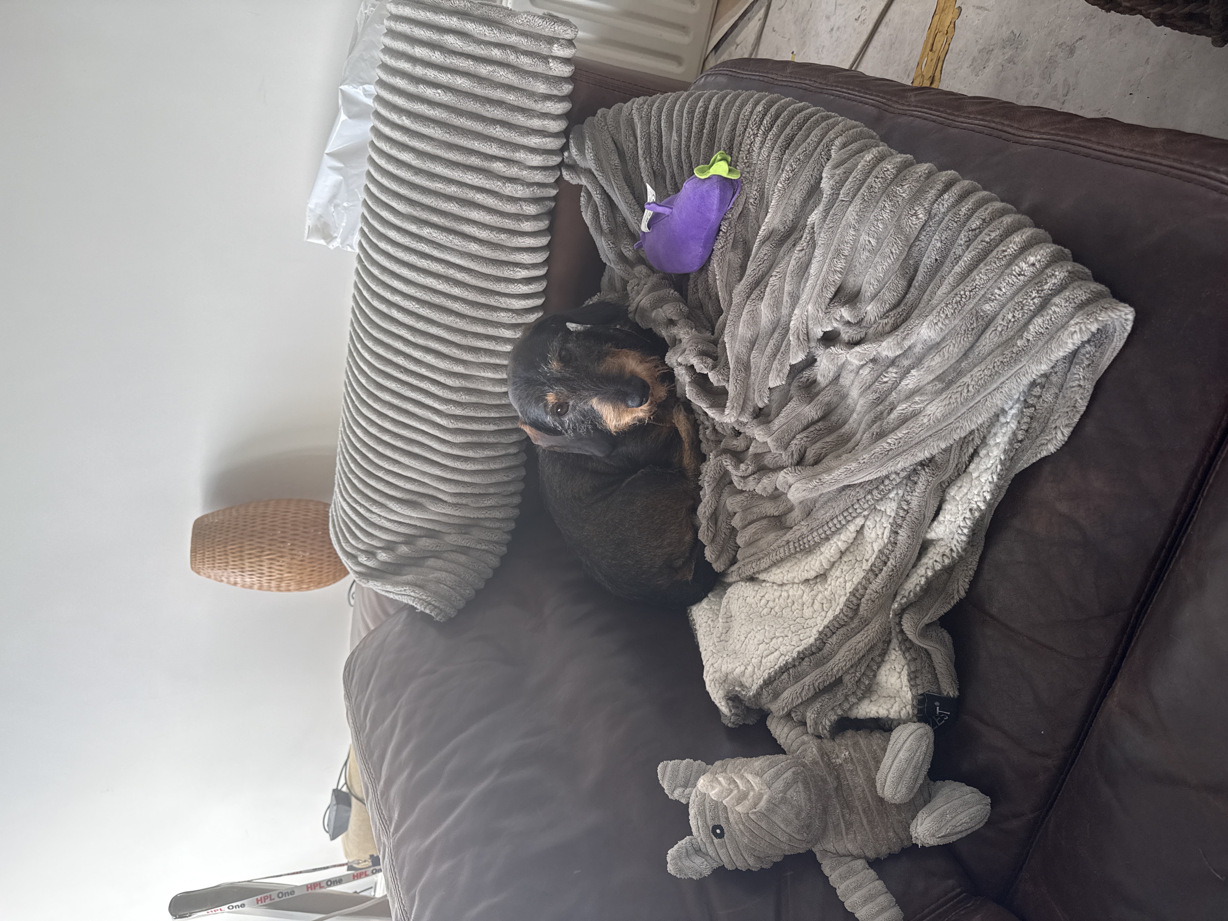 image-7