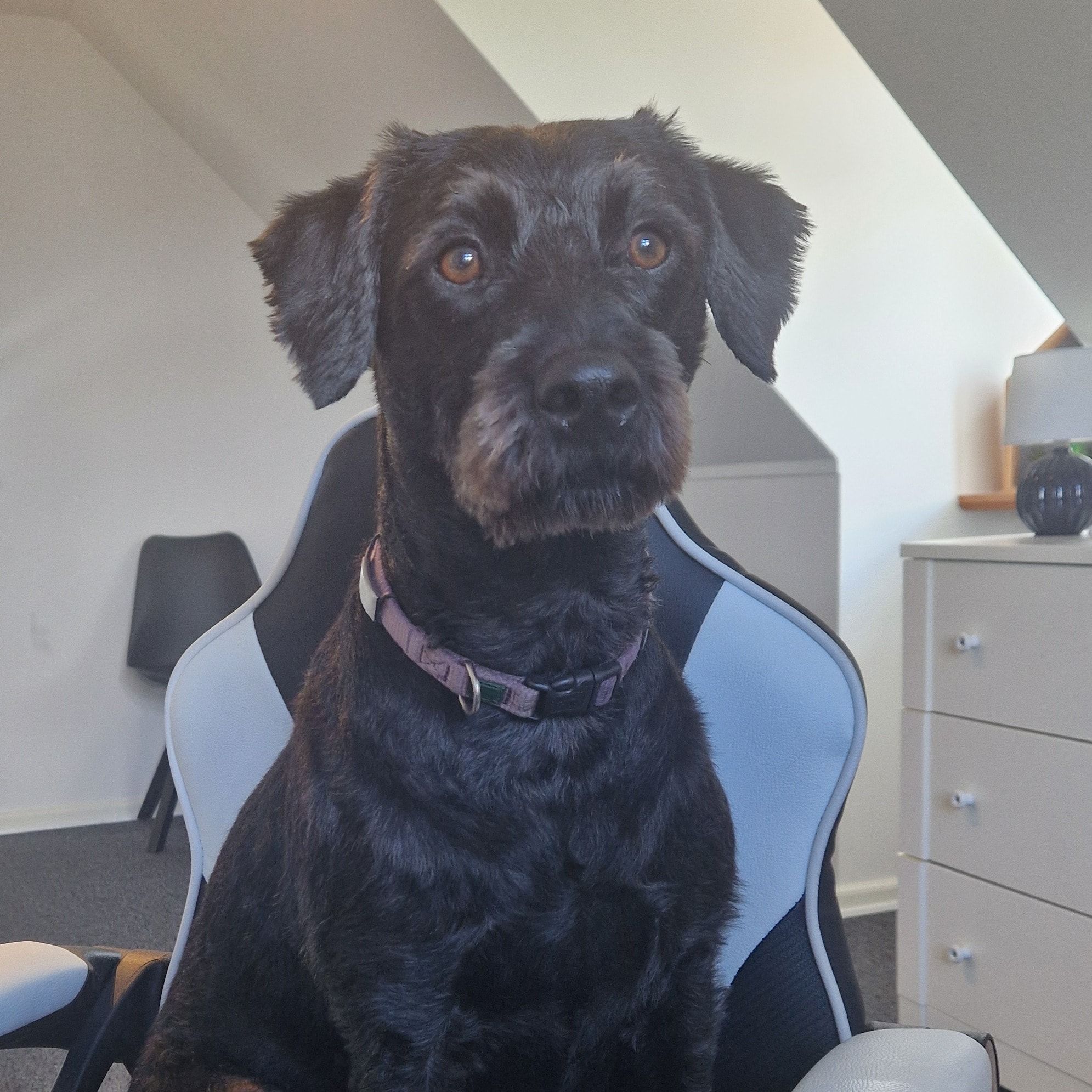 Coco Bella