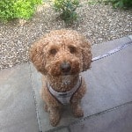 Rosie